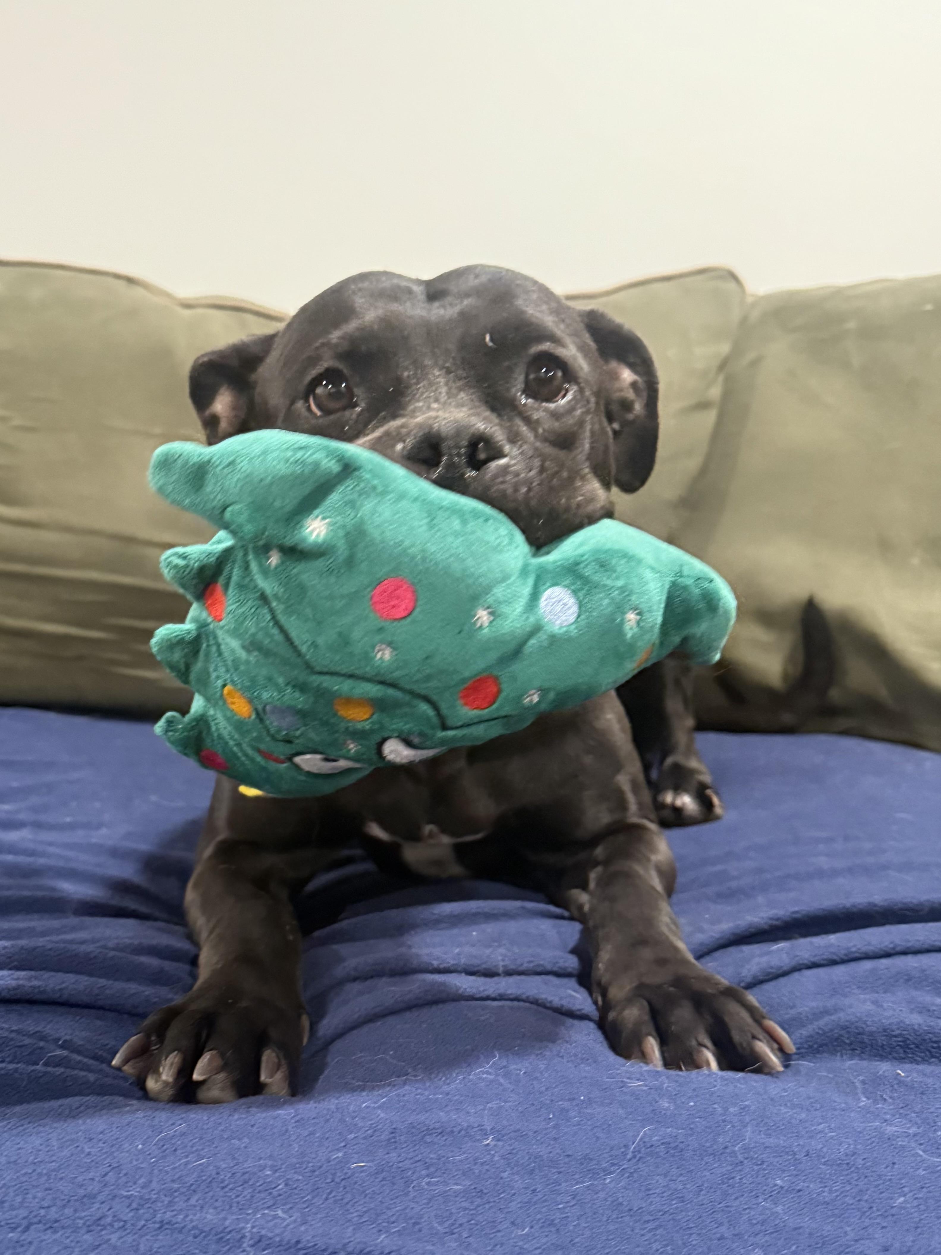 Enlarge Phoenix , a ADOPTABLE mixed breed in Succasunna, NJ image 5/6