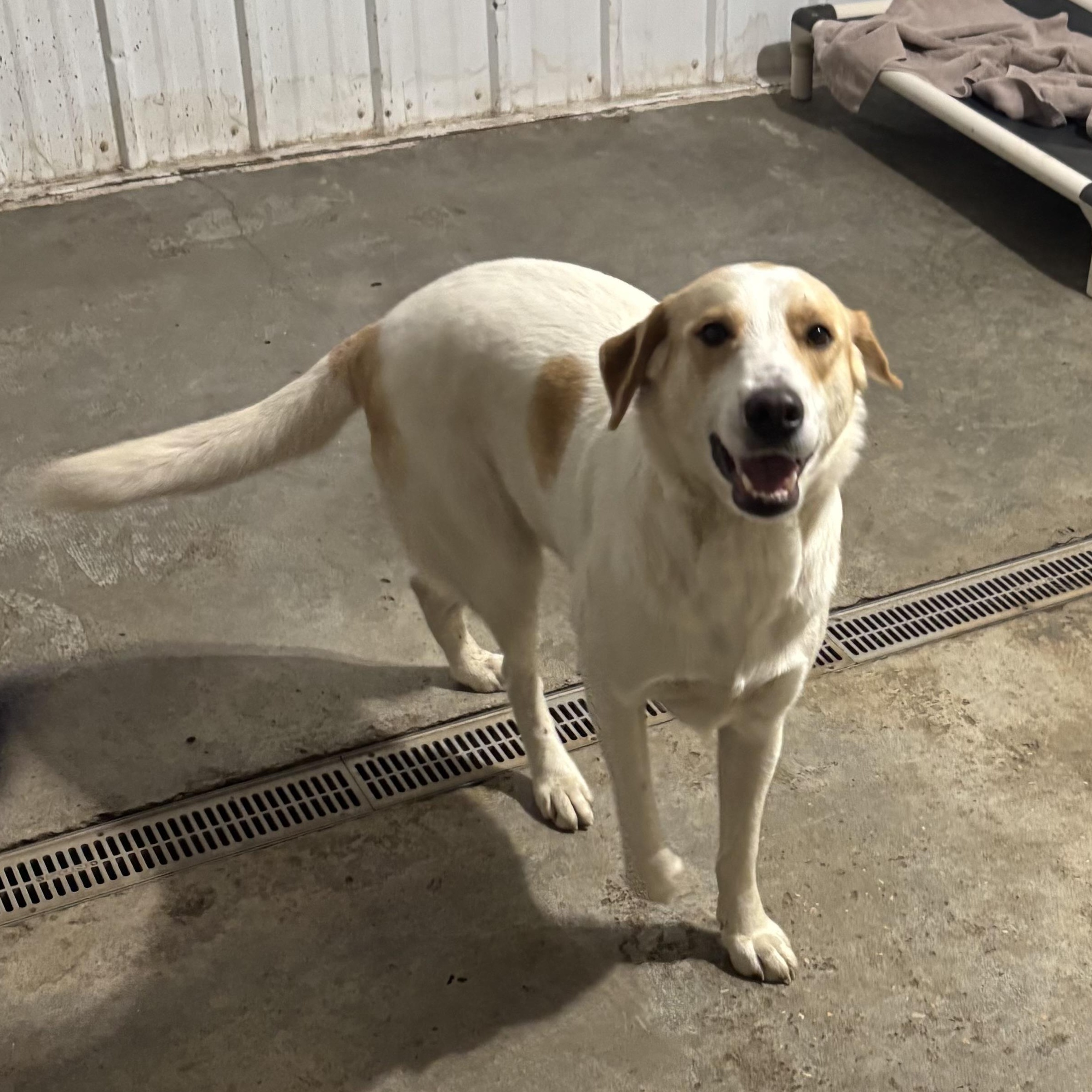 Enlarge Dill, a Adoptable mixed breed in Jamestown, ND image 1/6