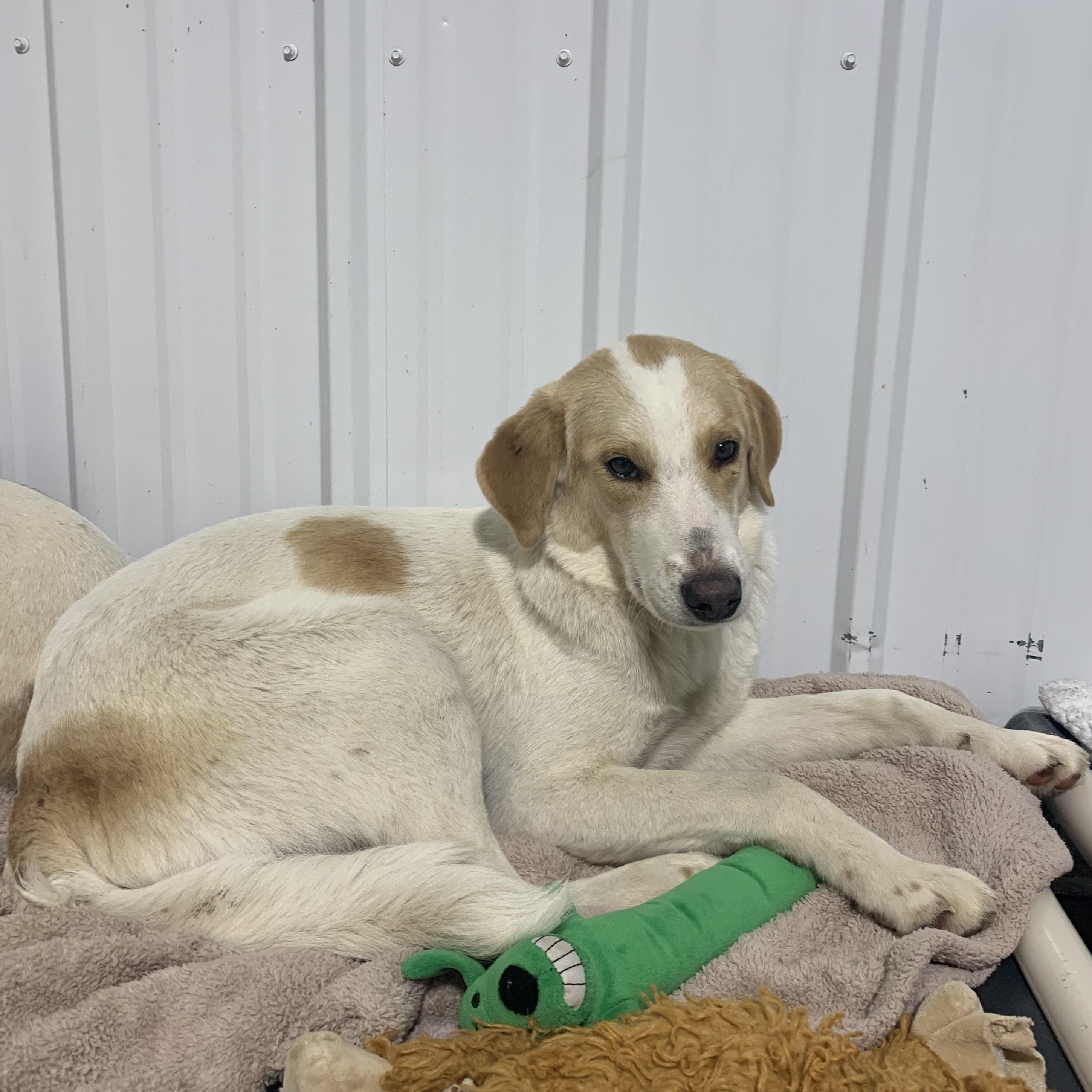 Dill, a Adoptable mixed breed in Jamestown, ND image 4/5