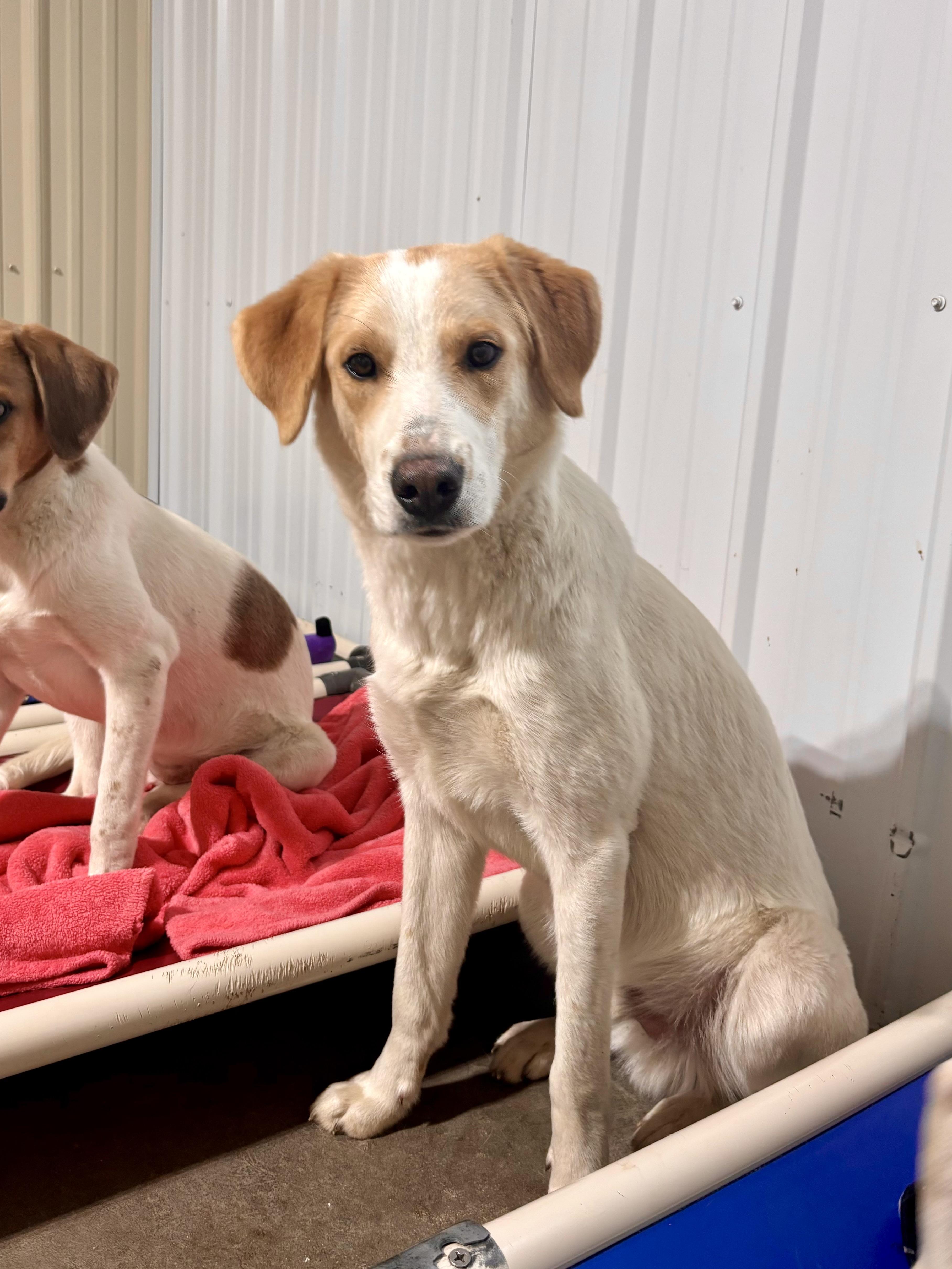 Dill, Adoptable, Young Male Labrador Retriever.