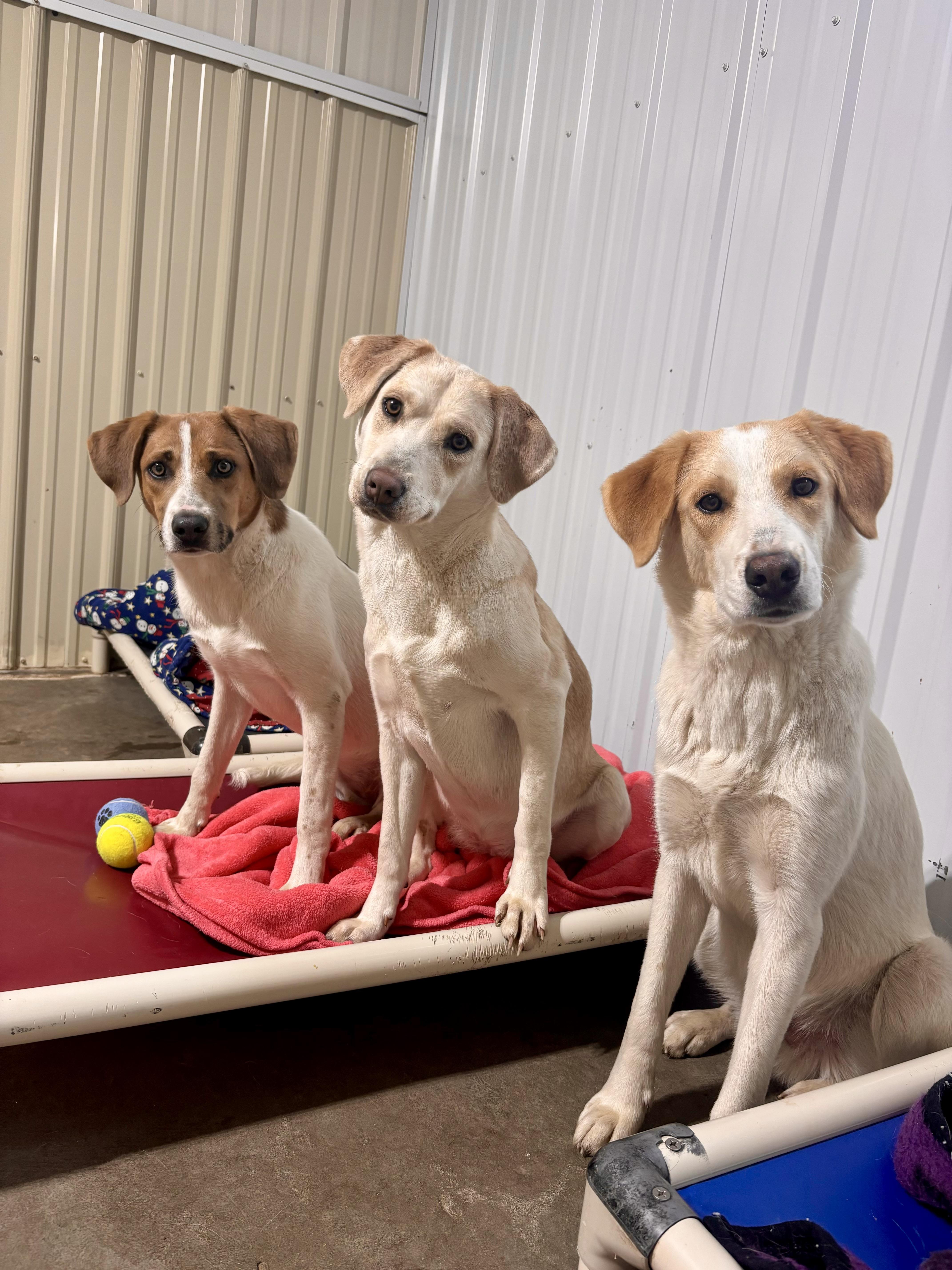 Dill, a Adoptable mixed breed in Jamestown, ND image 2/5