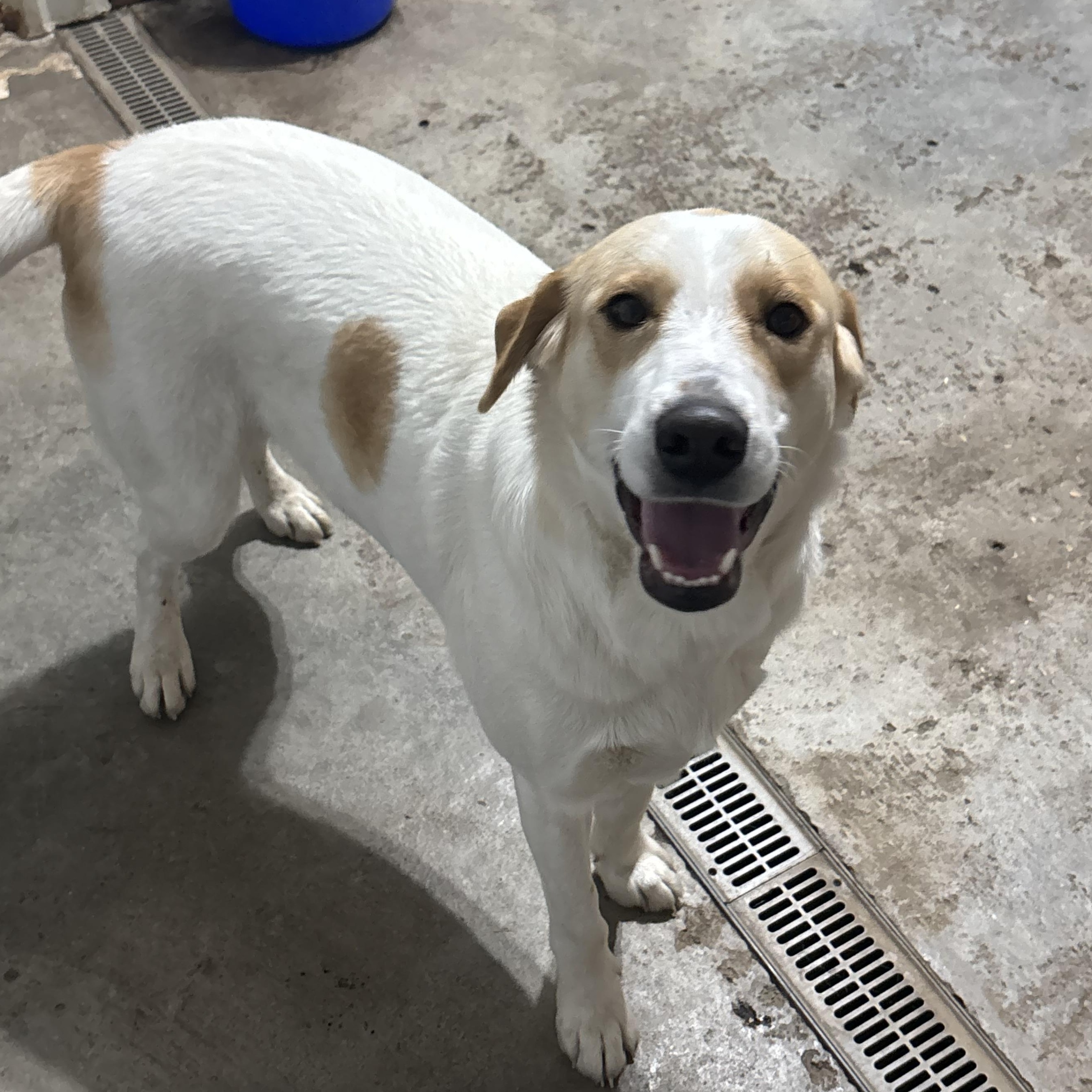 Enlarge Dill, a Adoptable mixed breed in Jamestown, ND image 2/6