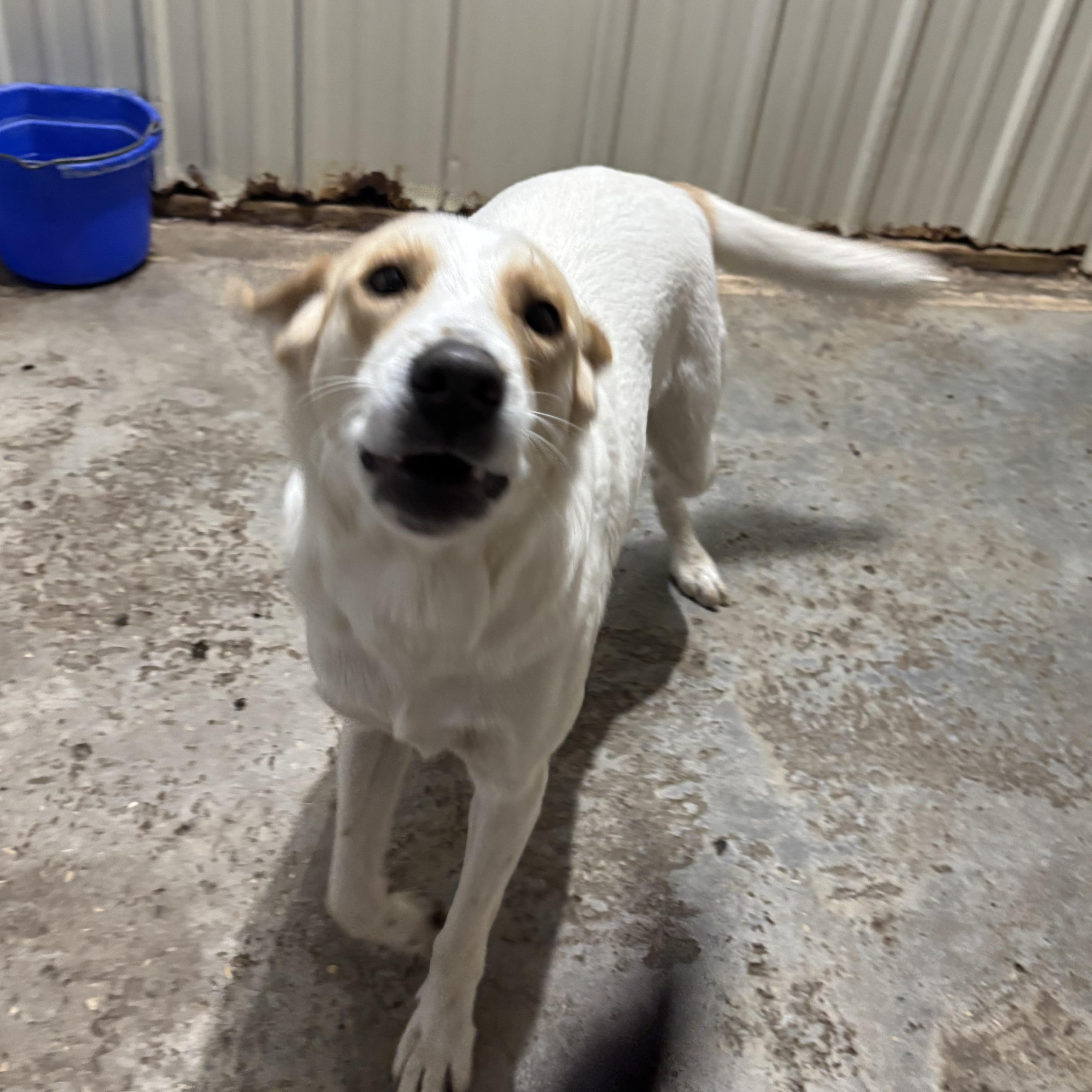 Enlarge Dill, a Adoptable mixed breed in Jamestown, ND image 3/6