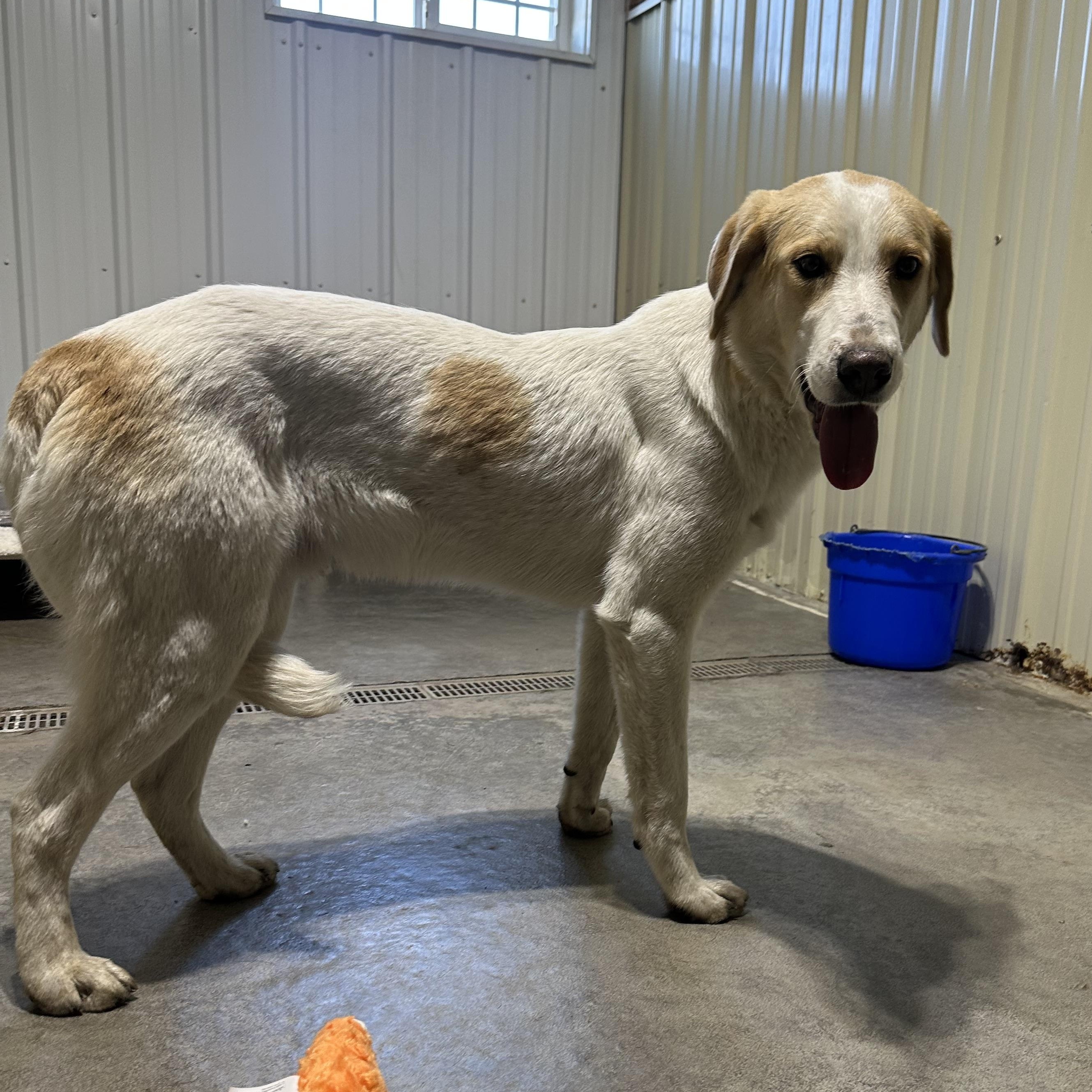 Dill, a Adoptable mixed breed in Jamestown, ND image 5/5