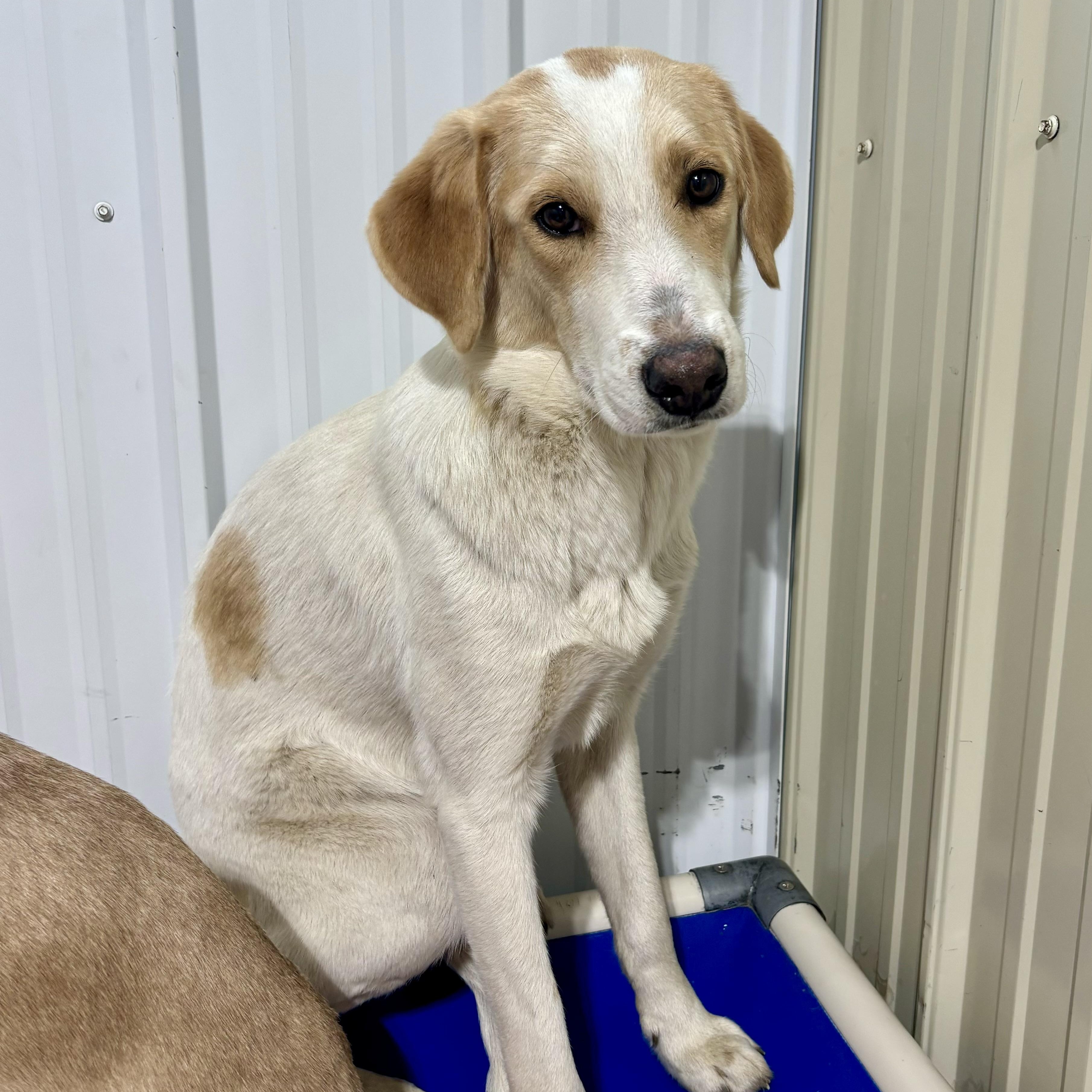 Dill, a Adoptable mixed breed in Jamestown, ND image 3/5