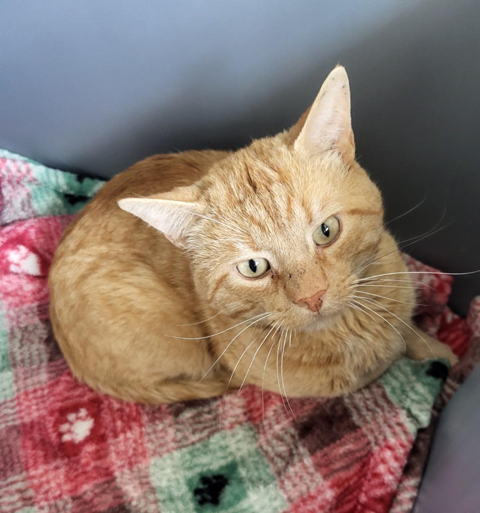 Enlarge Harry, a Adopted mixed breed in Medford, WI image 1/1