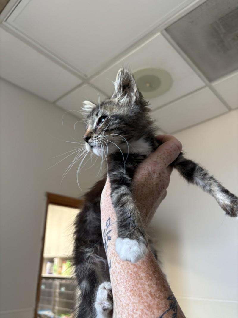 Enlarge CRAIG, a Adoptable Domestic Short Hair in Olivehurst, CA image 1/1