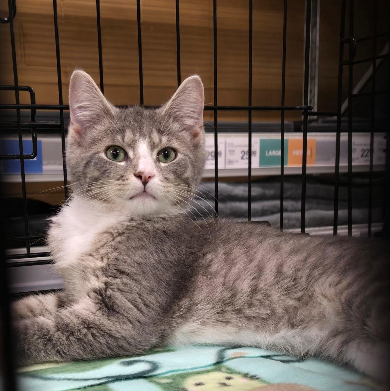 Wilbur, Adoptable, Kitten Male Domestic Short Hair.