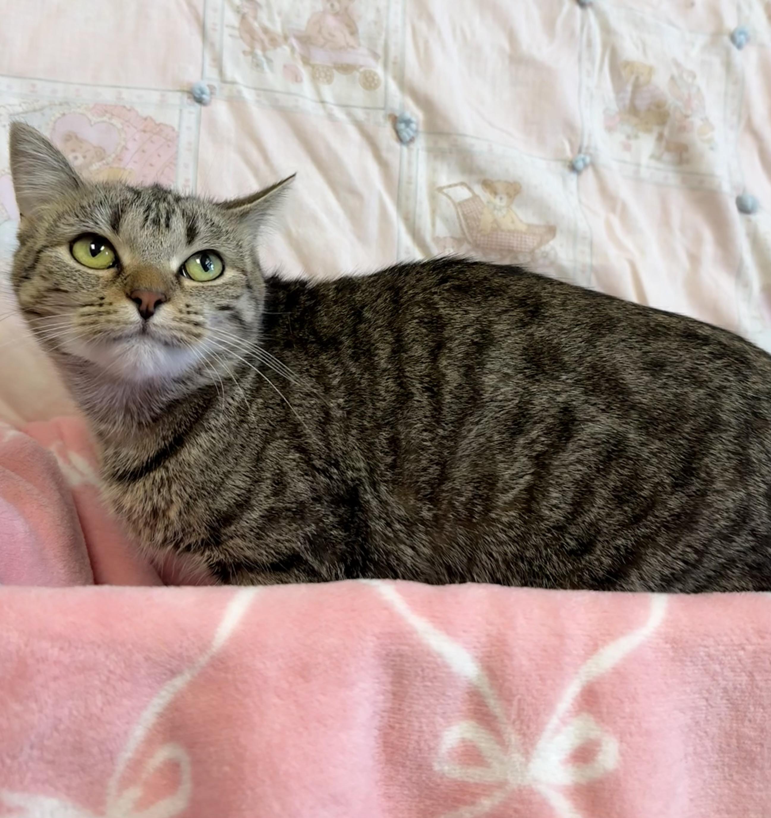 Sumi, Adoptable, Young Female Domestic Short Hair.