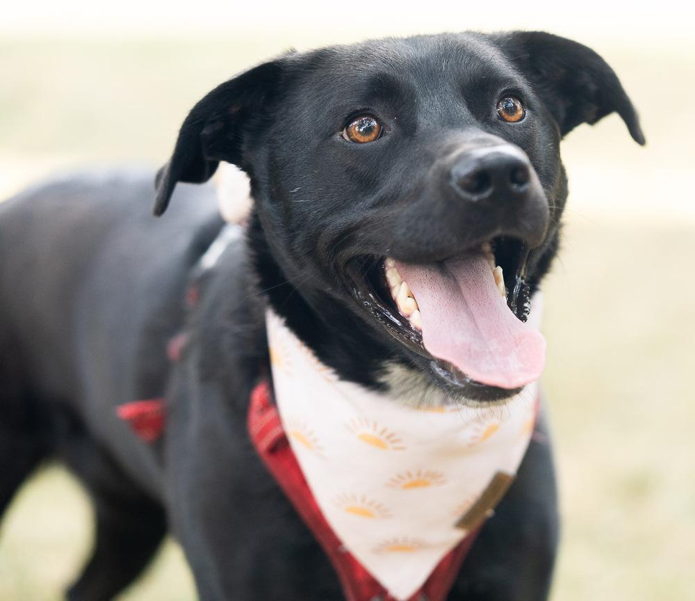 Serena, Adoptable, Adult Female Labrador Retriever.