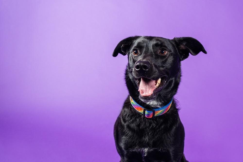 Serena, a Adoptable mixed breed in New Albany, OH image 2/2