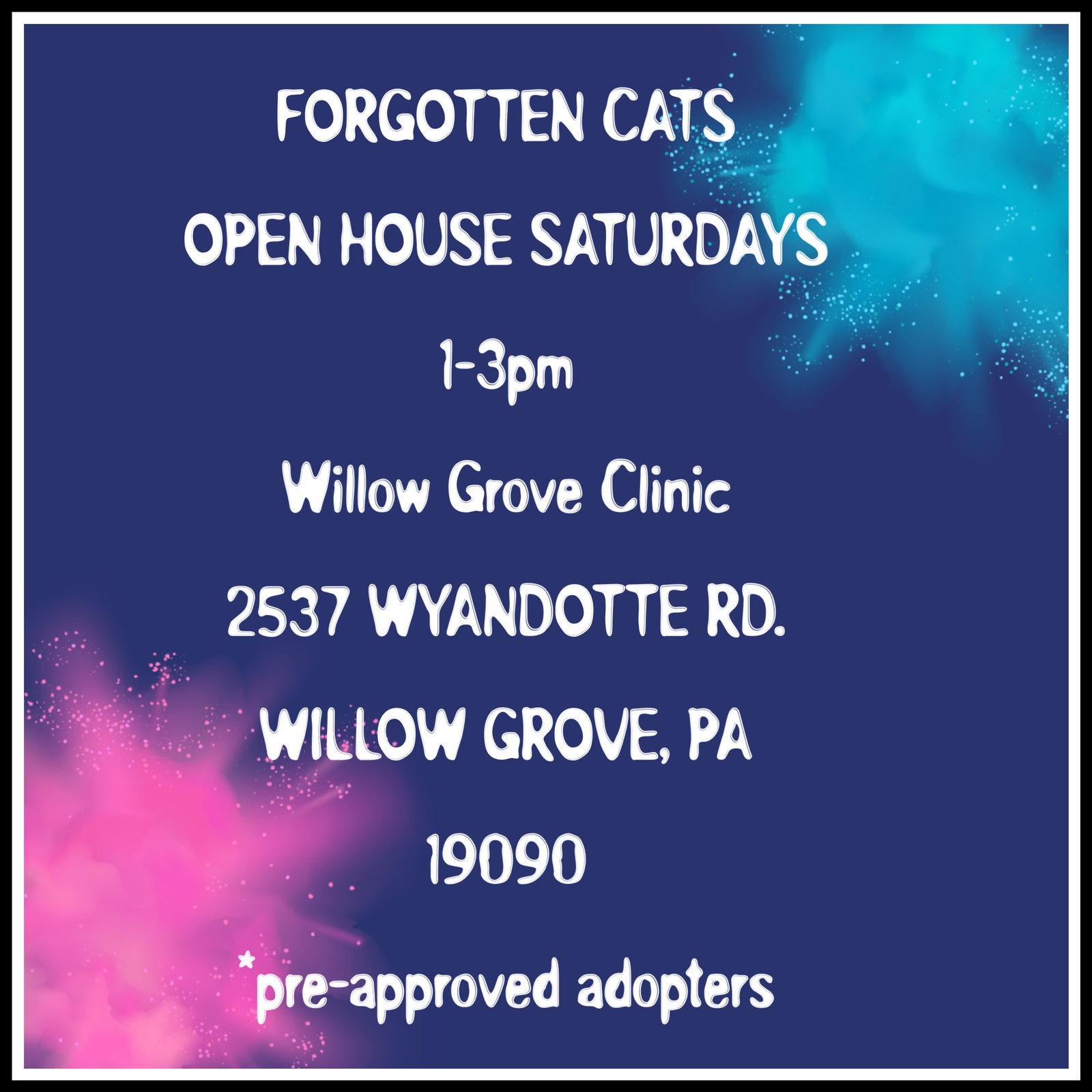 Enlarge Willow Grove PA Clinic/Shelter Open House May 9, a Adoptable Domestic Short Hair in Willow Grove, PA image 2/2