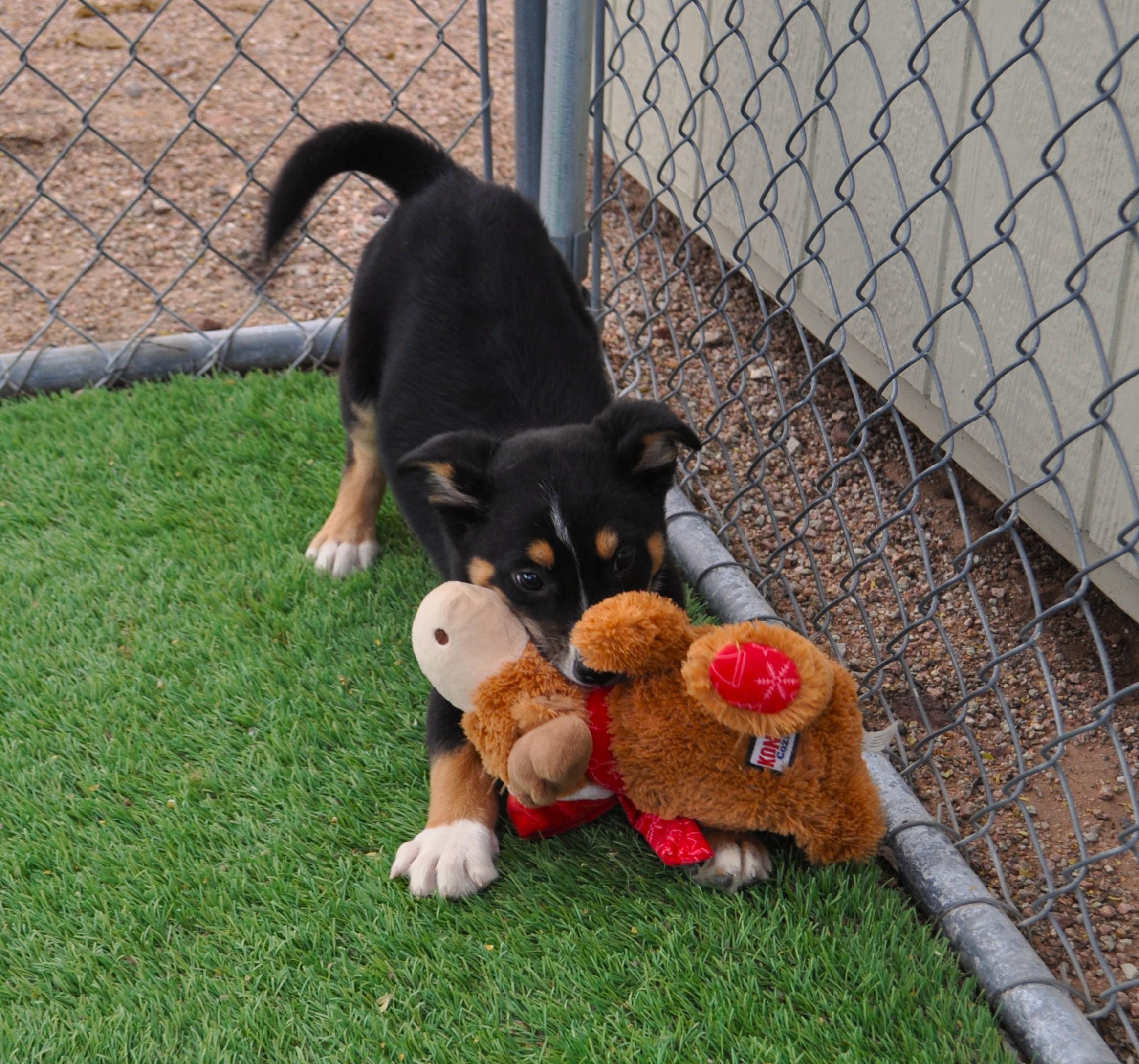 Enlarge Nova, an adopted mixed breed in Apache Junction, AZ image 2/2
