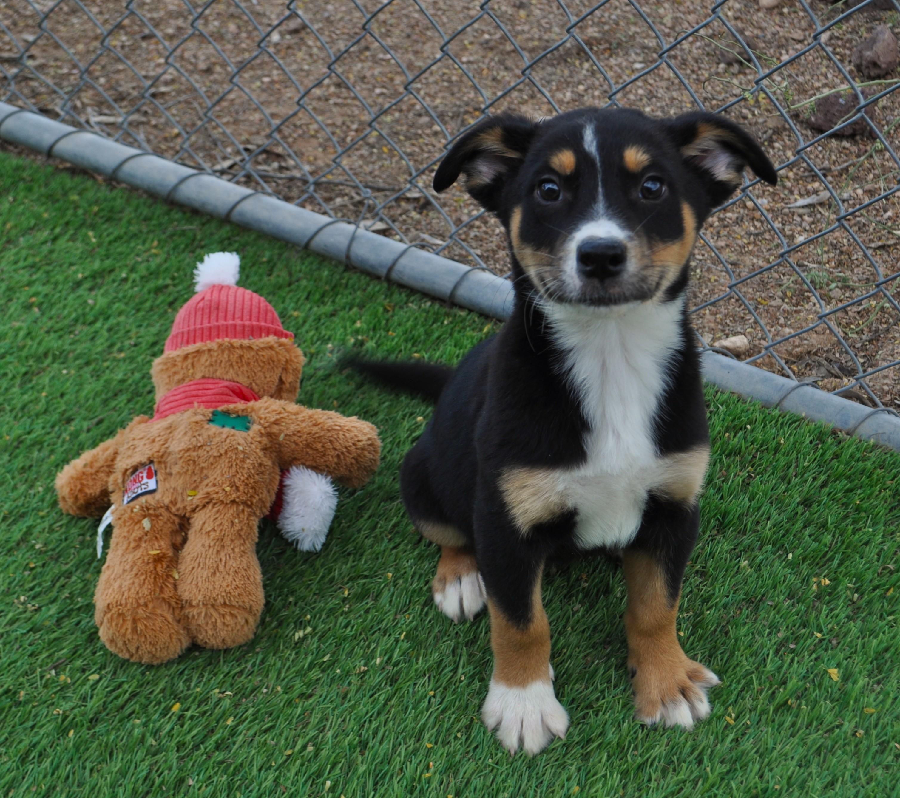 Enlarge Nova, an adopted mixed breed in Apache Junction, AZ image 1/2