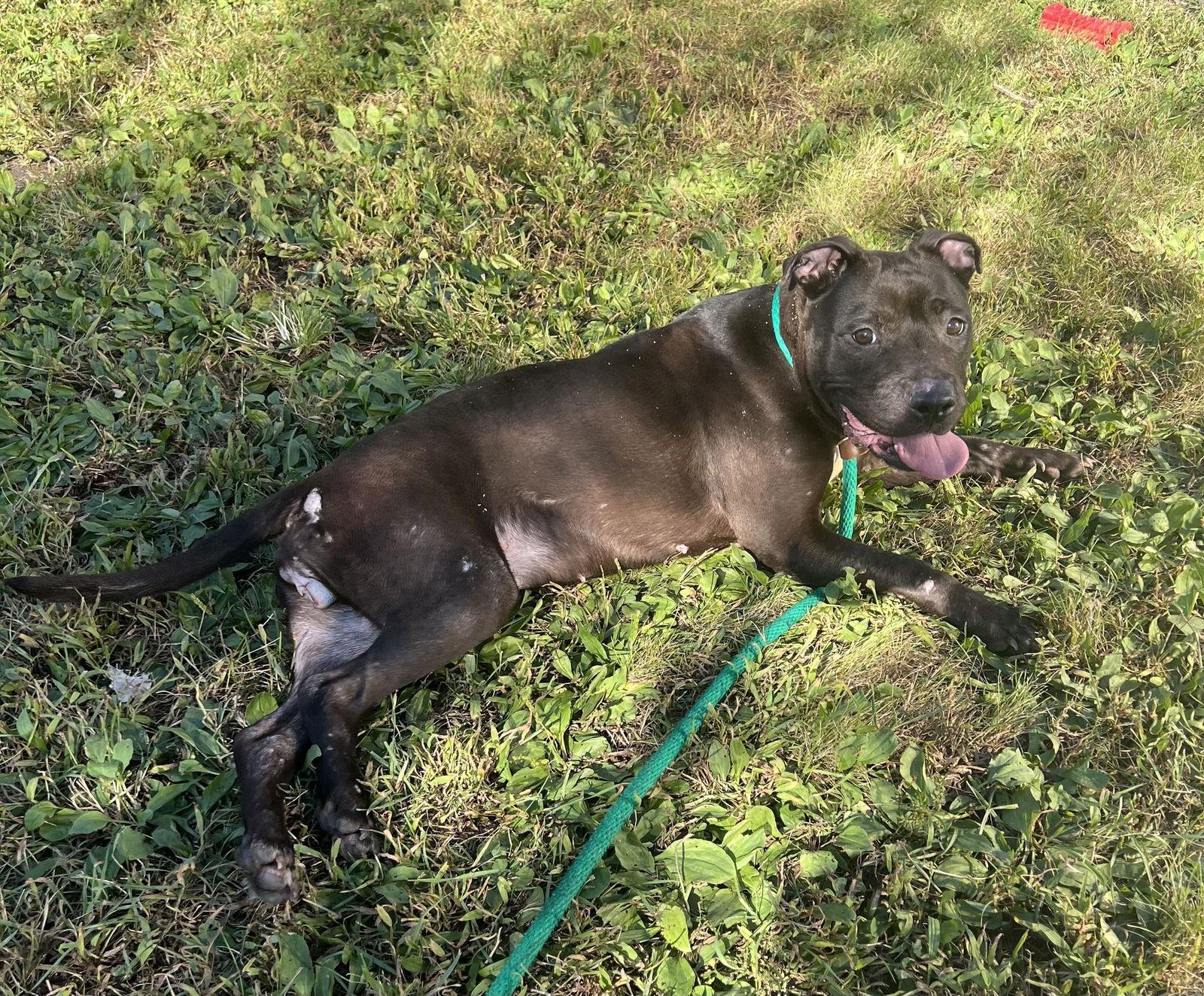 Sesame, Adopted, Young Female Pit Bull Terrier.