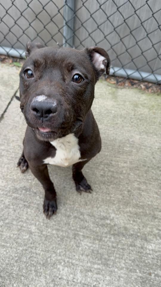 Enlarge Sesame, a Adopted Pit Bull Terrier in Crete, IL image 3/3