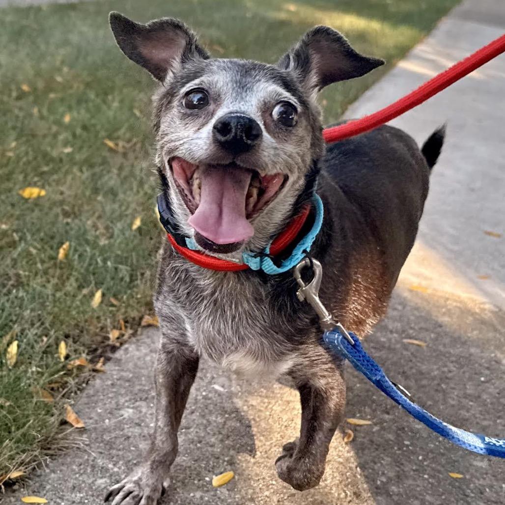 Enlarge Remi Emmie Lou, a Adoptable Chihuahua in Northbrook, IL image 3/6