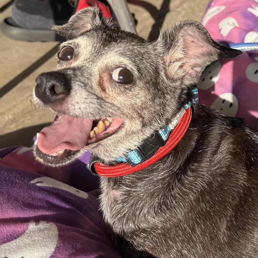 Enlarge Remi Emmie Lou, a Adoptable Chihuahua in Northbrook, IL image 4/6