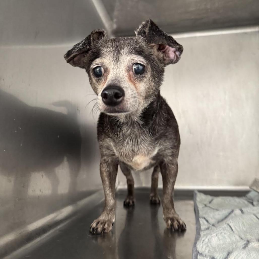 Enlarge Remi Emmie Lou, a Adoptable Chihuahua in Northbrook, IL image 5/6