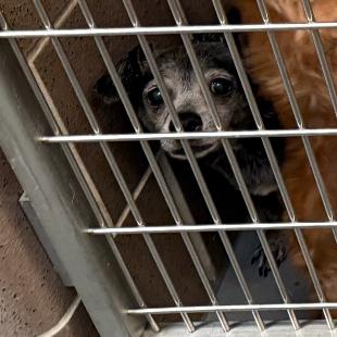 Enlarge Remi Emmie Lou, a Adoptable Chihuahua in Northbrook, IL image 6/6