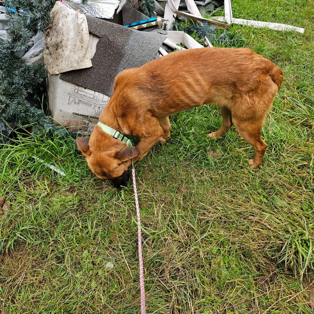Enlarge Kyle, a Adoptable mixed breed in Oakville, WA image 1/6
