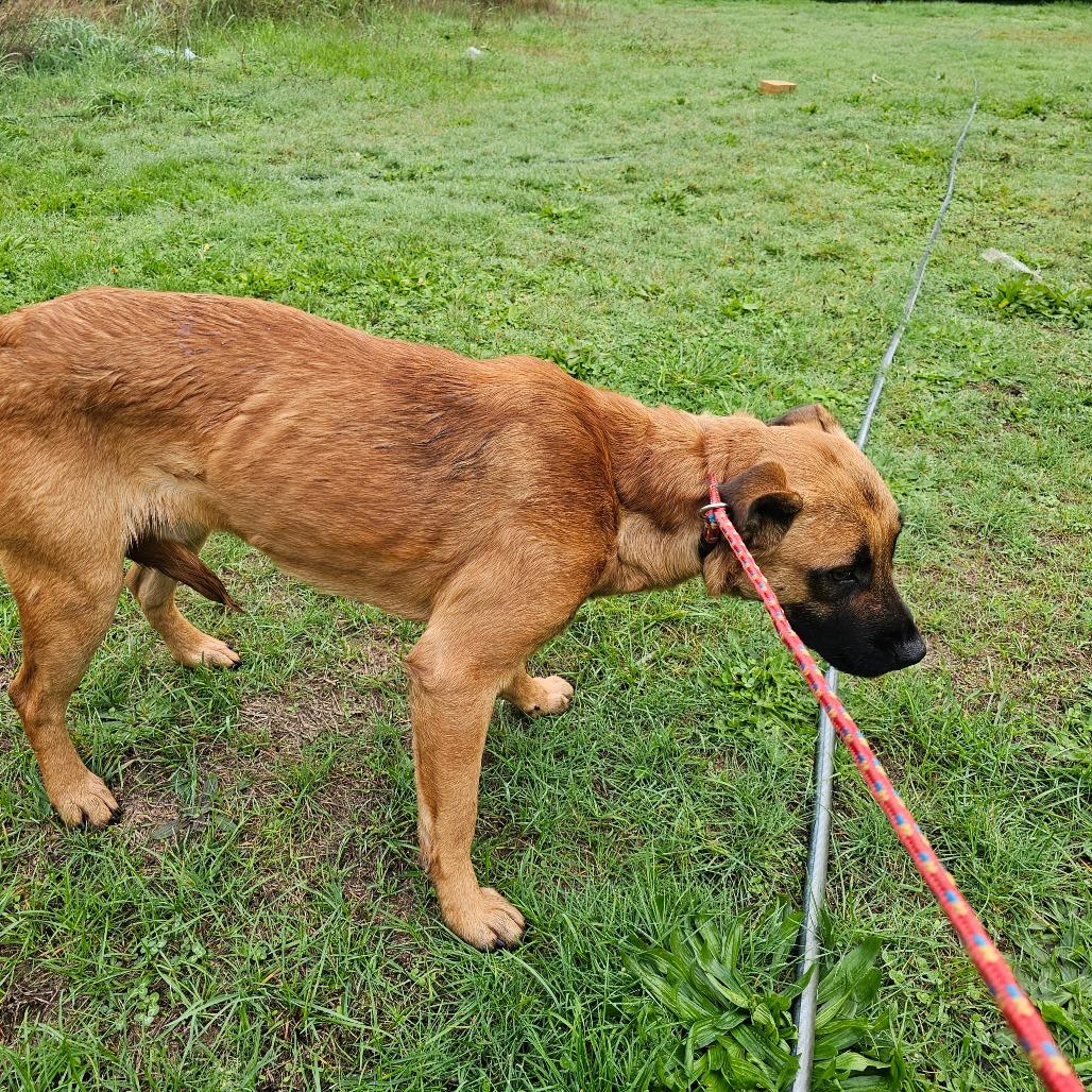 Enlarge Kyle, a Adoptable mixed breed in Oakville, WA image 2/6