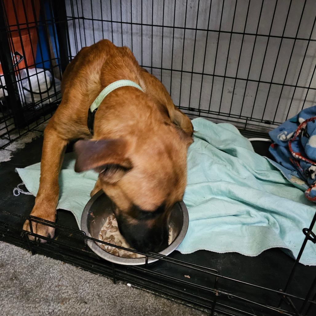 Enlarge Kyle, a Adoptable mixed breed in Oakville, WA image 3/6