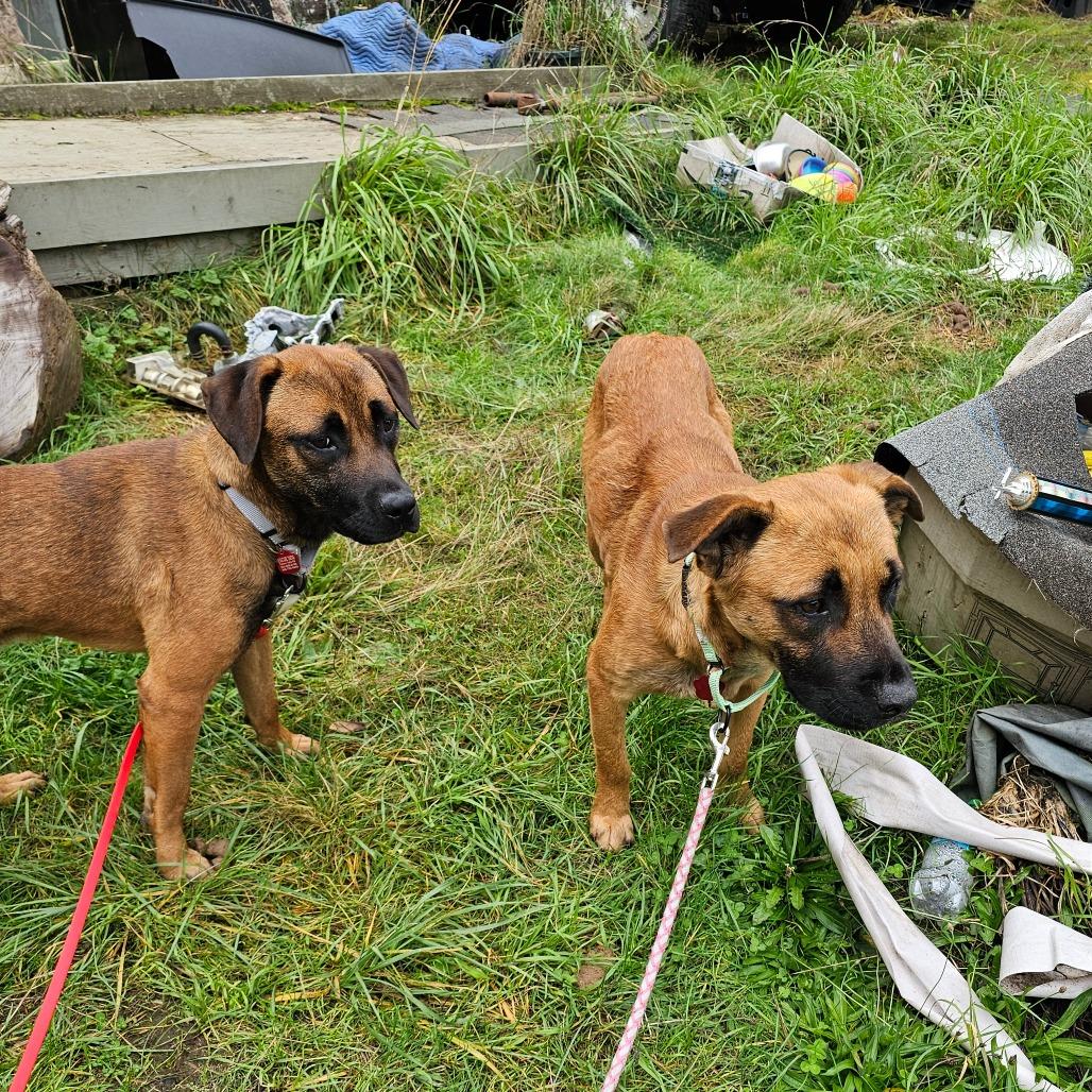Enlarge Kyle, a Adoptable mixed breed in Oakville, WA image 4/6