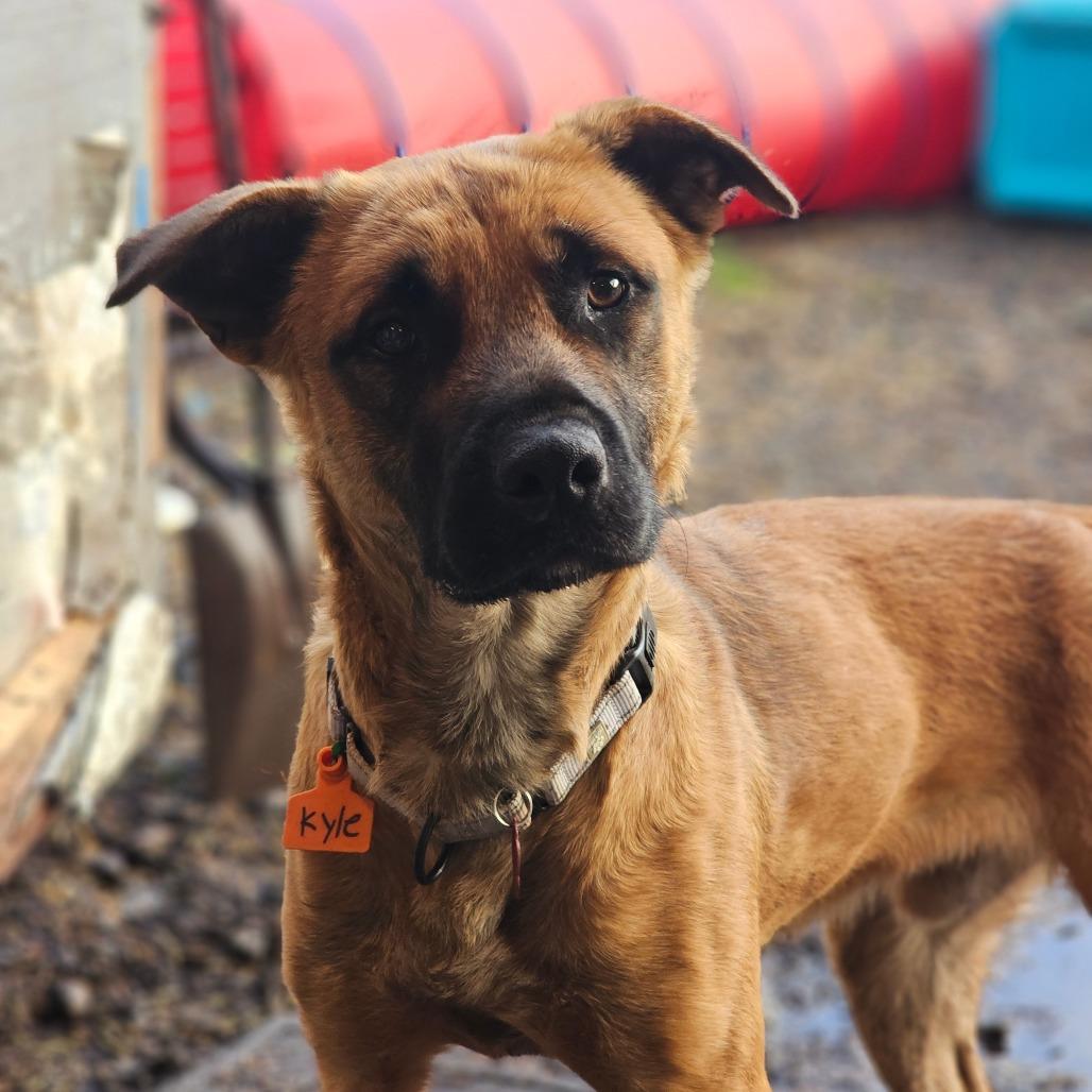 Enlarge Kyle, a Adoptable mixed breed in Oakville, WA image 5/6