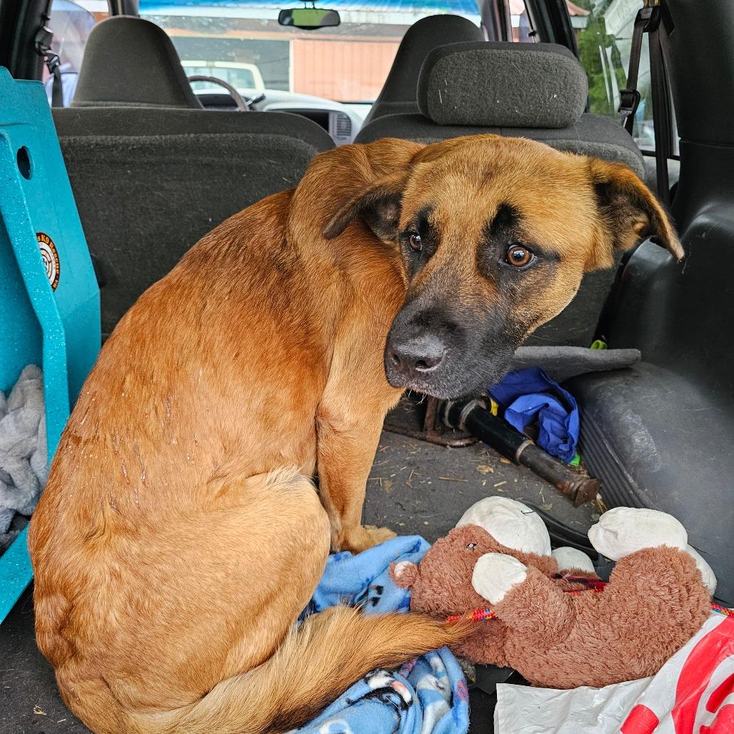 Enlarge Kyle, a Adoptable mixed breed in Oakville, WA image 6/6