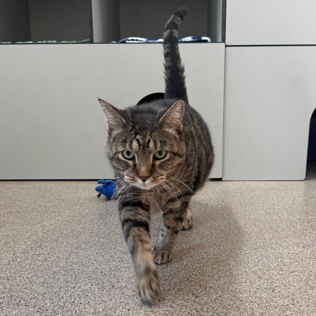 Tucker, Adoptable, Senior Male Domestic Short Hair.