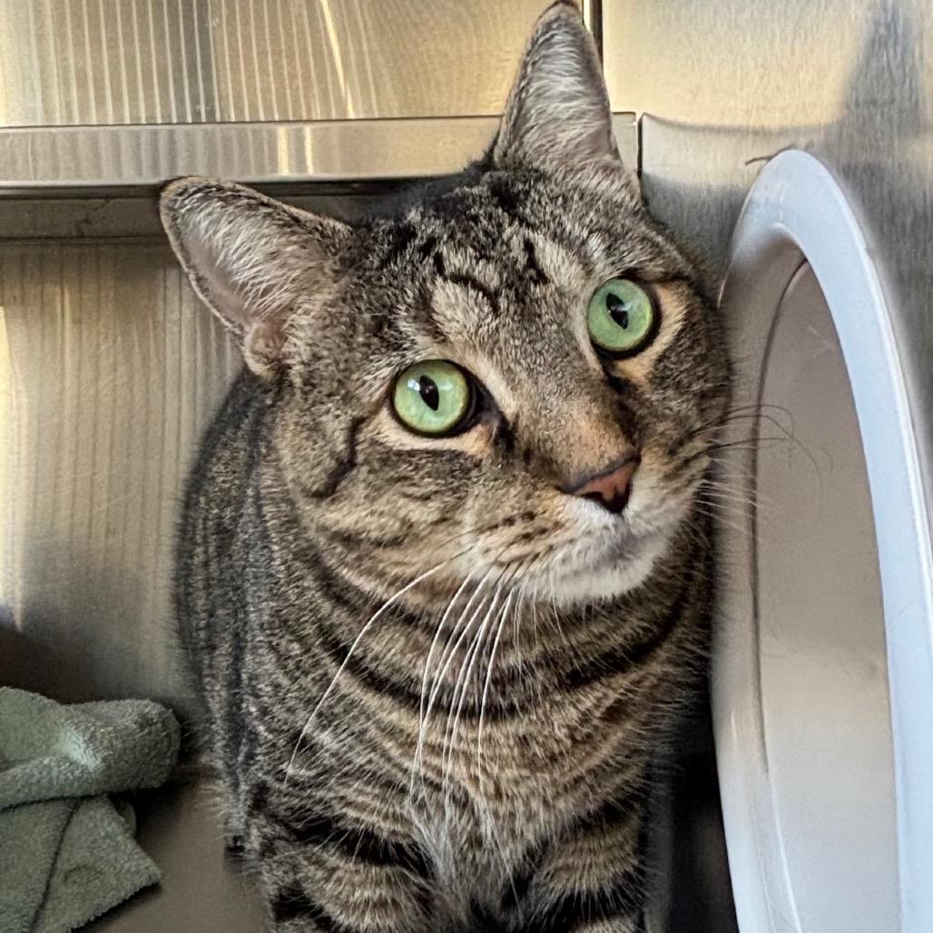 Enlarge Tucker, a Adoptable Domestic Short Hair in Sarasota, FL image 2/6