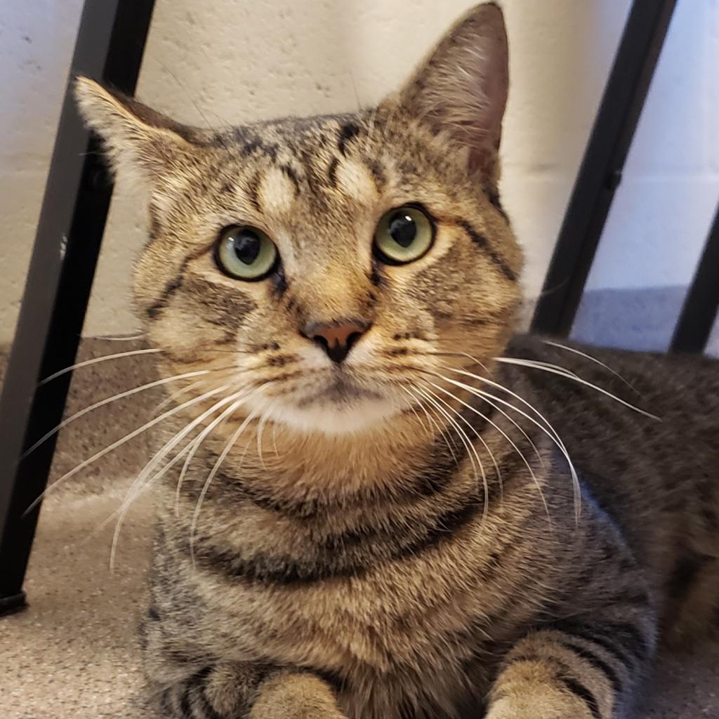 Enlarge Tucker, a Adoptable Domestic Short Hair in Sarasota, FL image 3/6