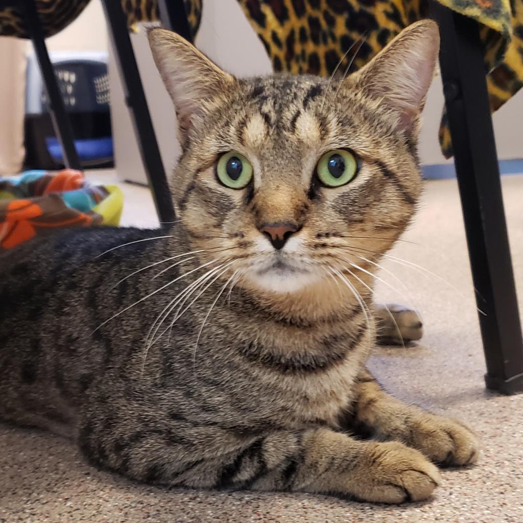 Enlarge Tucker, a Adoptable Domestic Short Hair in Sarasota, FL image 4/6