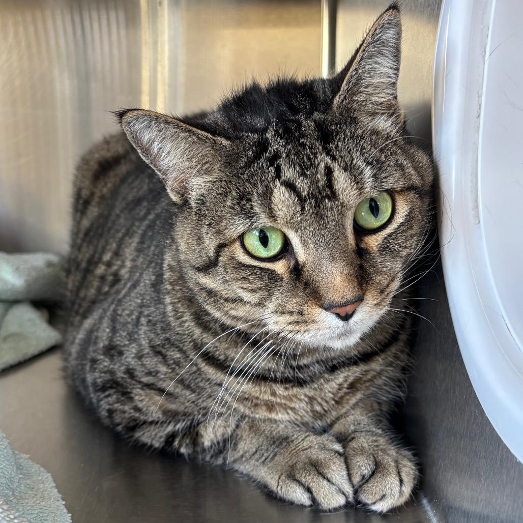 Enlarge Tucker, a Adoptable Domestic Short Hair in Sarasota, FL image 5/6