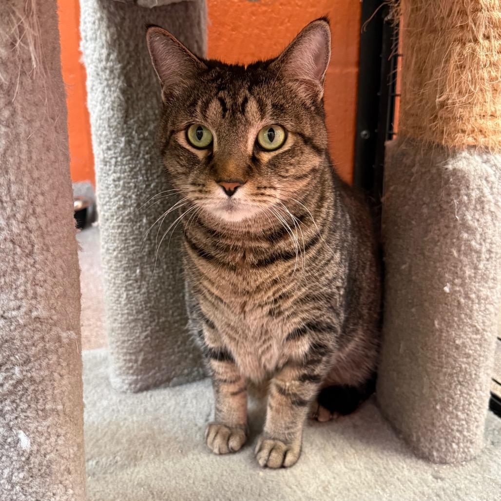 Enlarge Tucker, a Adoptable Domestic Short Hair in Sarasota, FL image 6/6