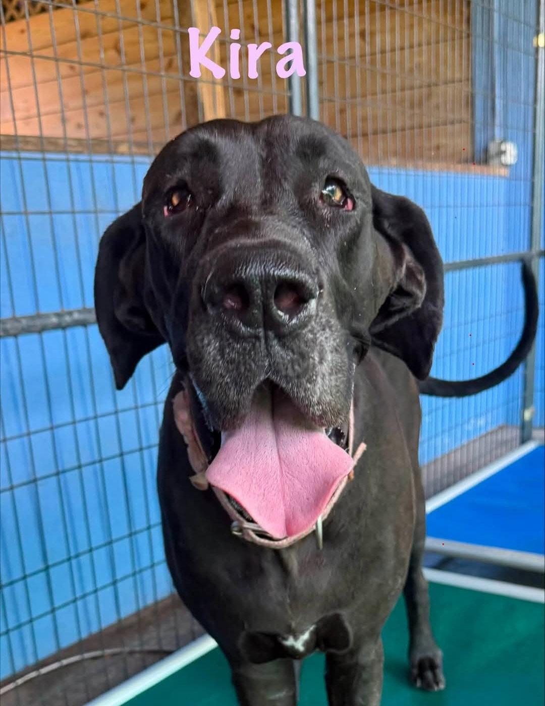Enlarge Kira, a Adoptable Great Dane in Jupiter, FL image 1/1