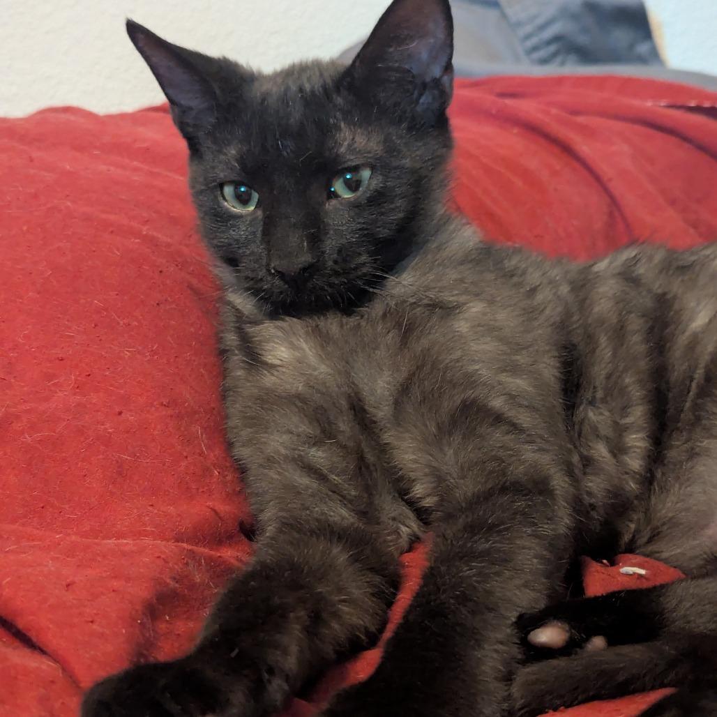 Enlarge War Head, a Adoptable mixed breed in Boerne, TX image 1/5