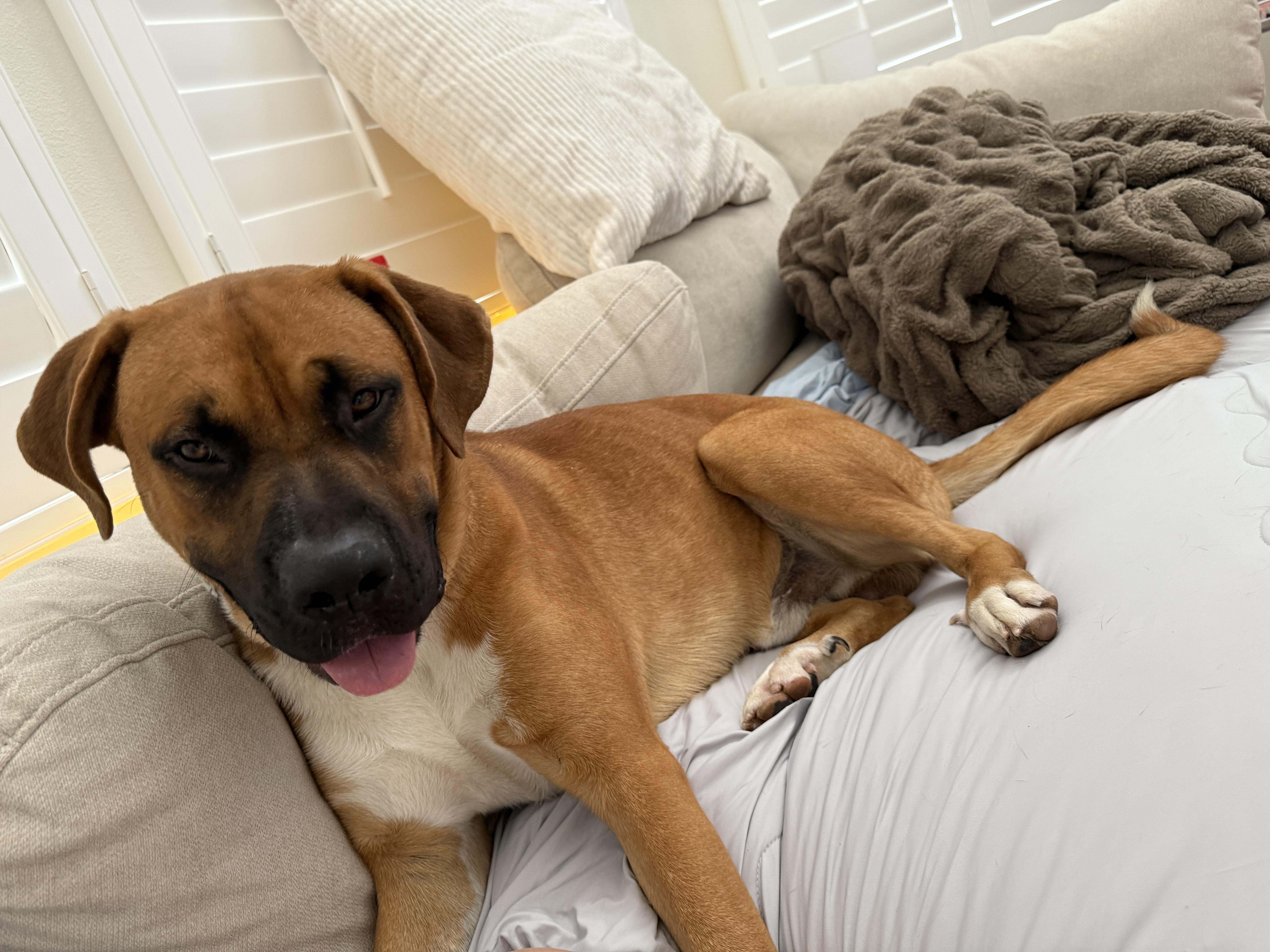 Rey, a Adoptable mixed breed in Irvine, CA image 5/5