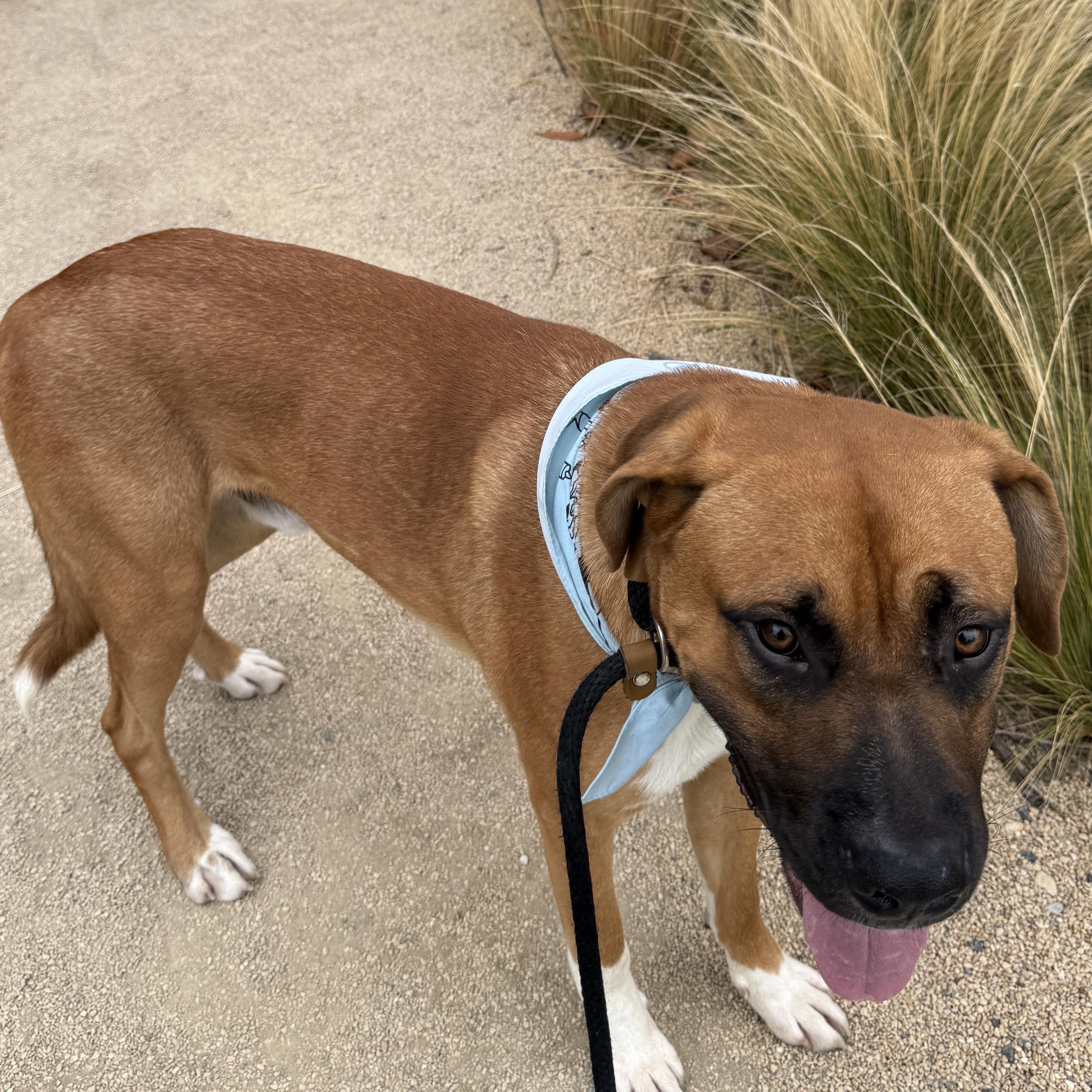 Rey, a Adoptable mixed breed in Irvine, CA image 4/5