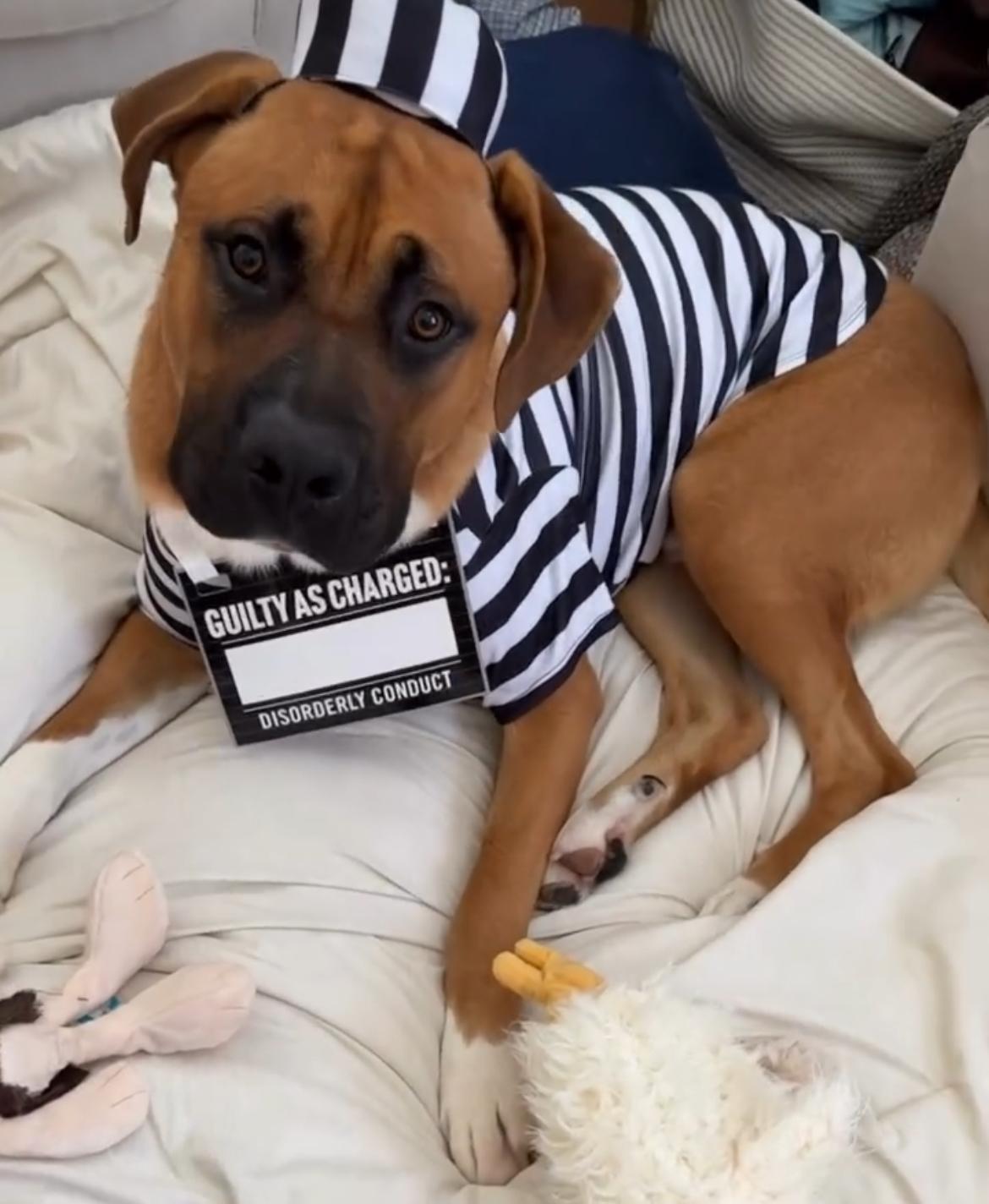 Rey, Adoptable, Young Male Boxer.