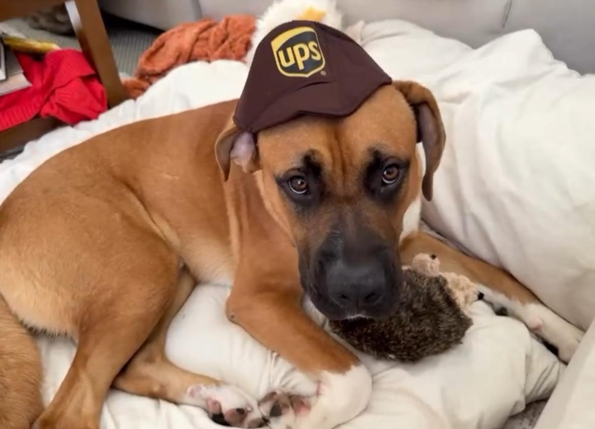 Rey, a Adoptable mixed breed in Irvine, CA image 2/5