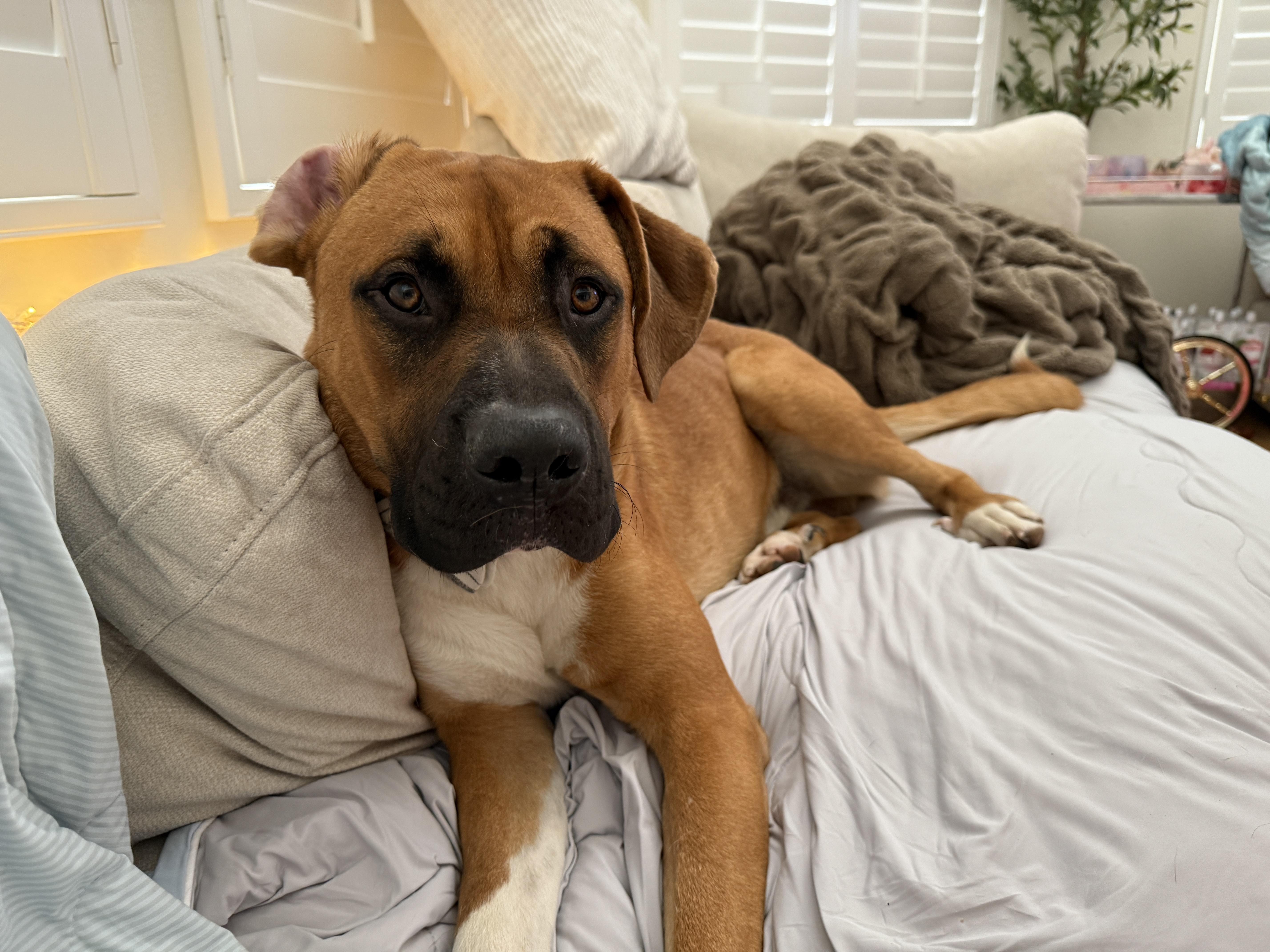 Rey, a Adoptable mixed breed in Irvine, CA image 3/5