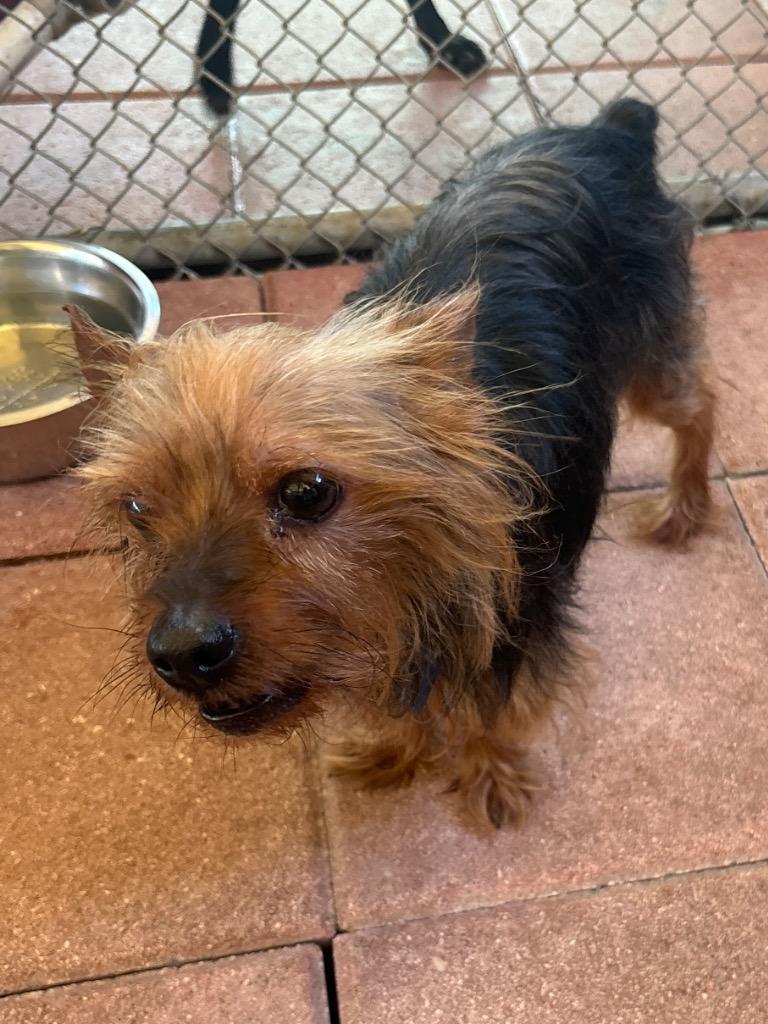 Taz / Pizazz, Adopted, Adult Male Yorkshire Terrier.
