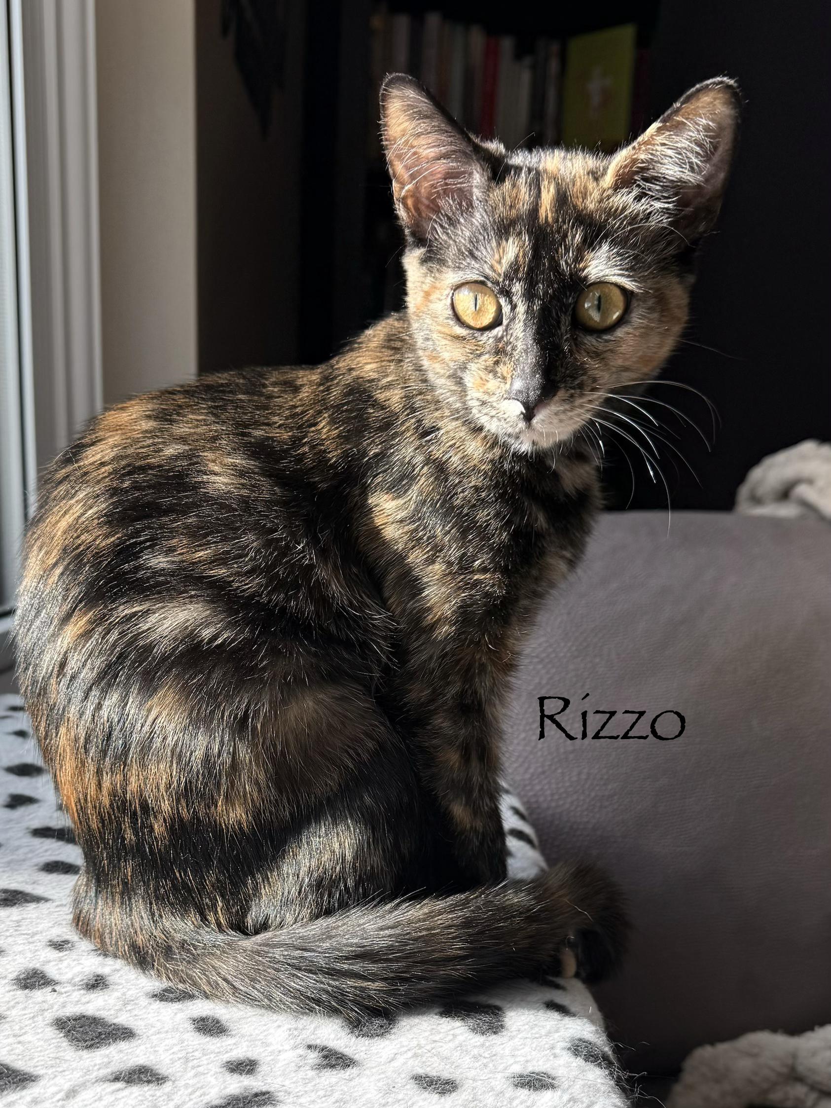 Rizzo And Danny thumbnail 2