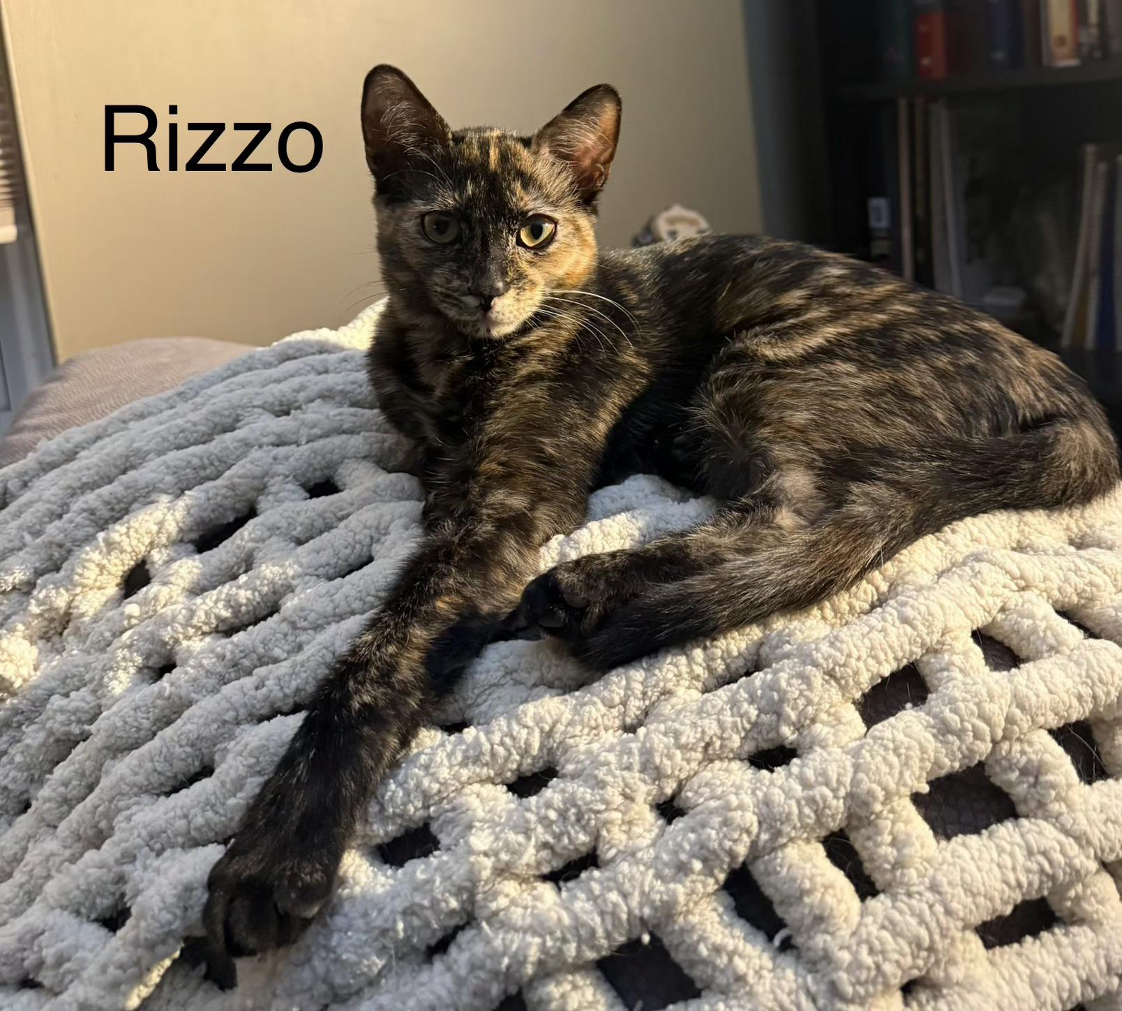 Enlarge Rizzo and Danny, a Adoptable Tortoiseshell in Brighton, MI image 3/6