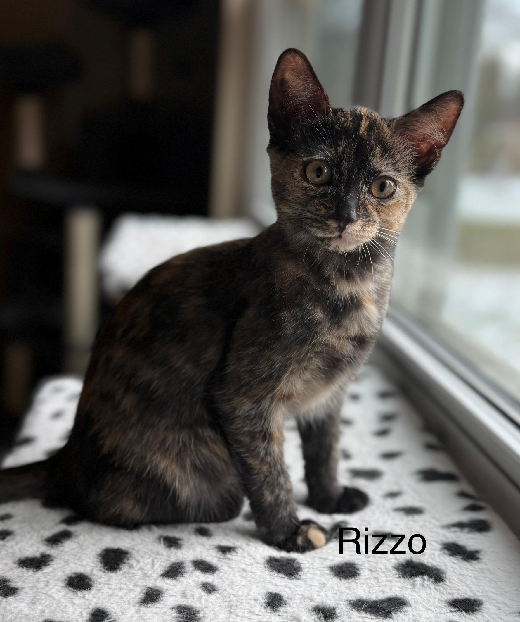 Rizzo (siblings are Danny, Sandy & Frenchie), a Adoptable Tortoiseshell in Brighton, MI image 3/3