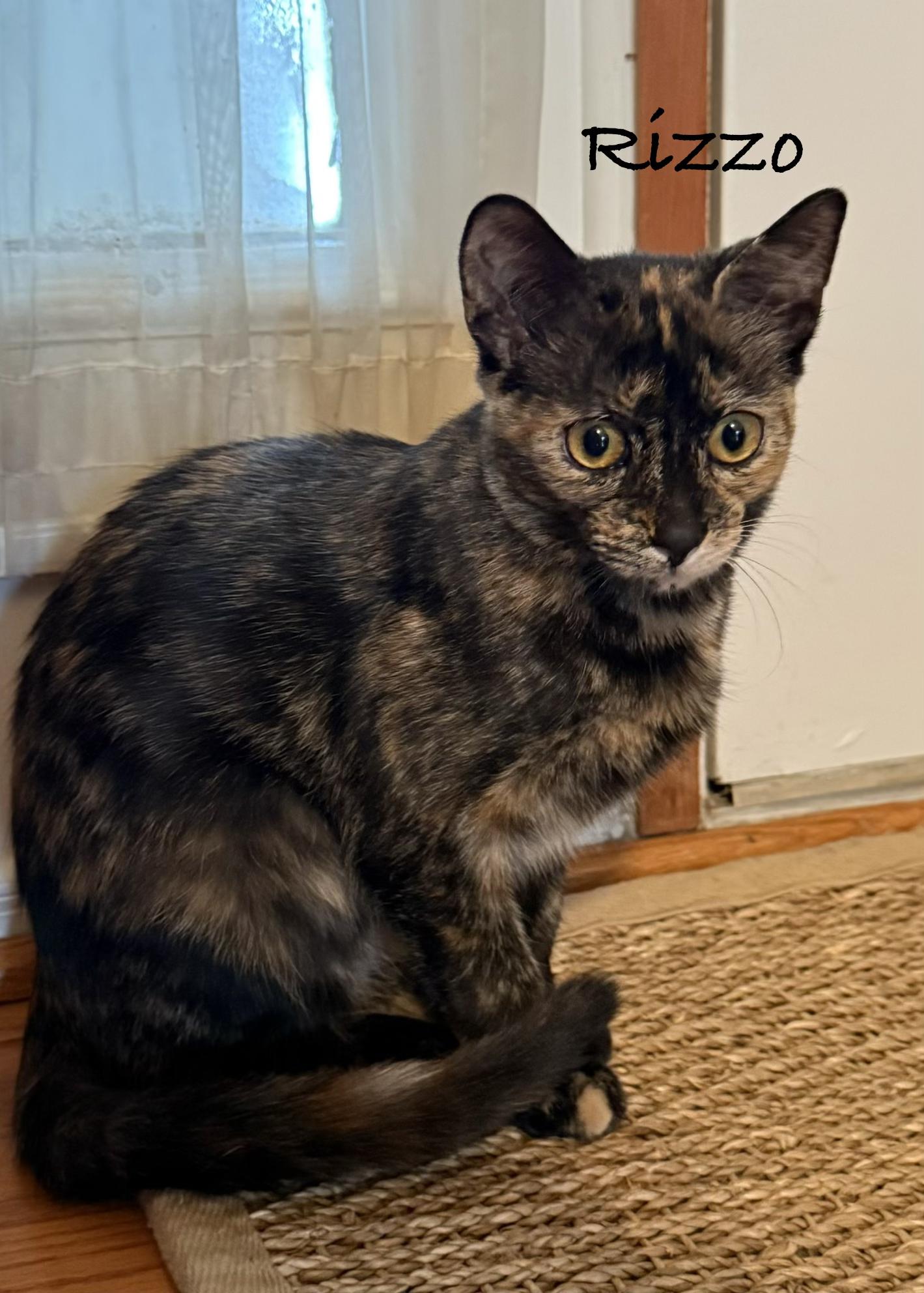 Enlarge Rizzo and Danny, a Adoptable Tortoiseshell in Brighton, MI image 6/6