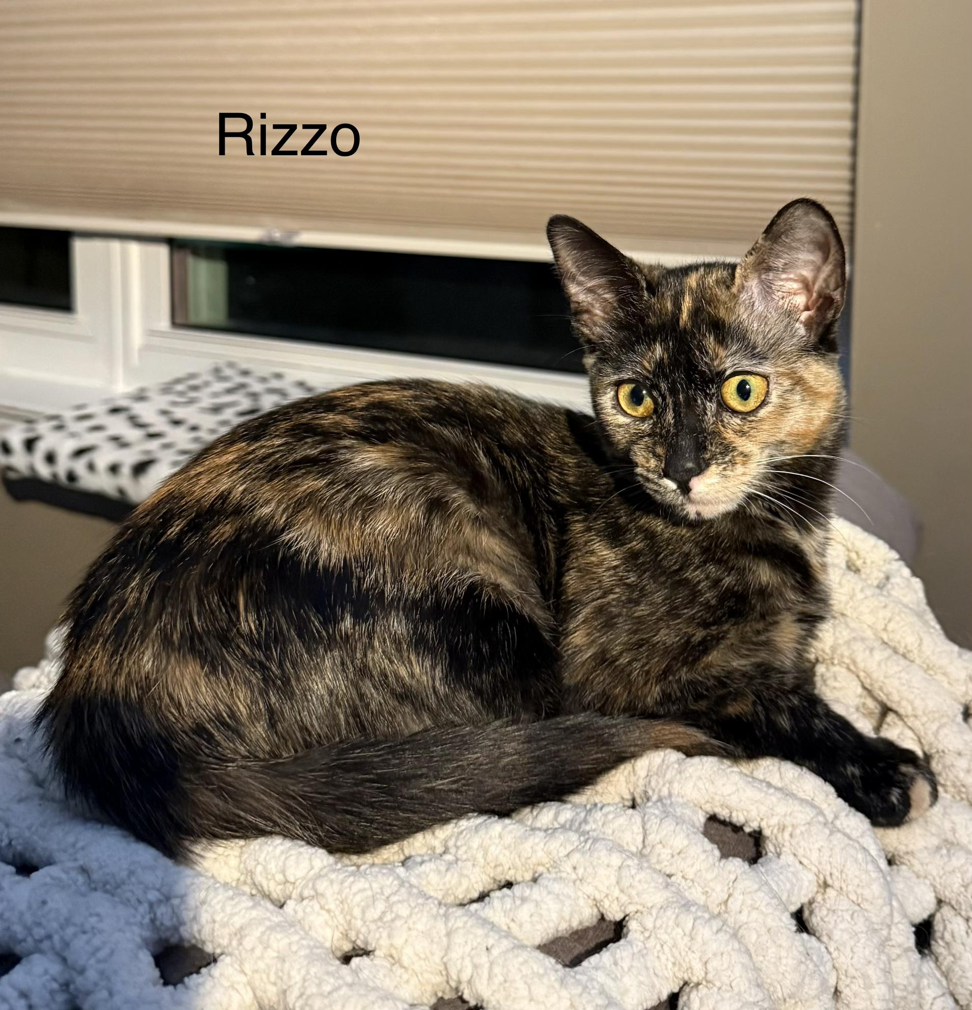 Enlarge Rizzo and Danny, a Adoptable Tortoiseshell in Brighton, MI image 2/6