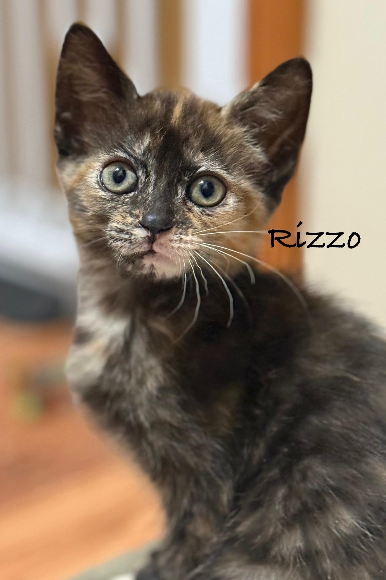 Rizzo (siblings are Danny, Sandy & Frenchie), Adoptable, Kitten Female Tortoiseshell.